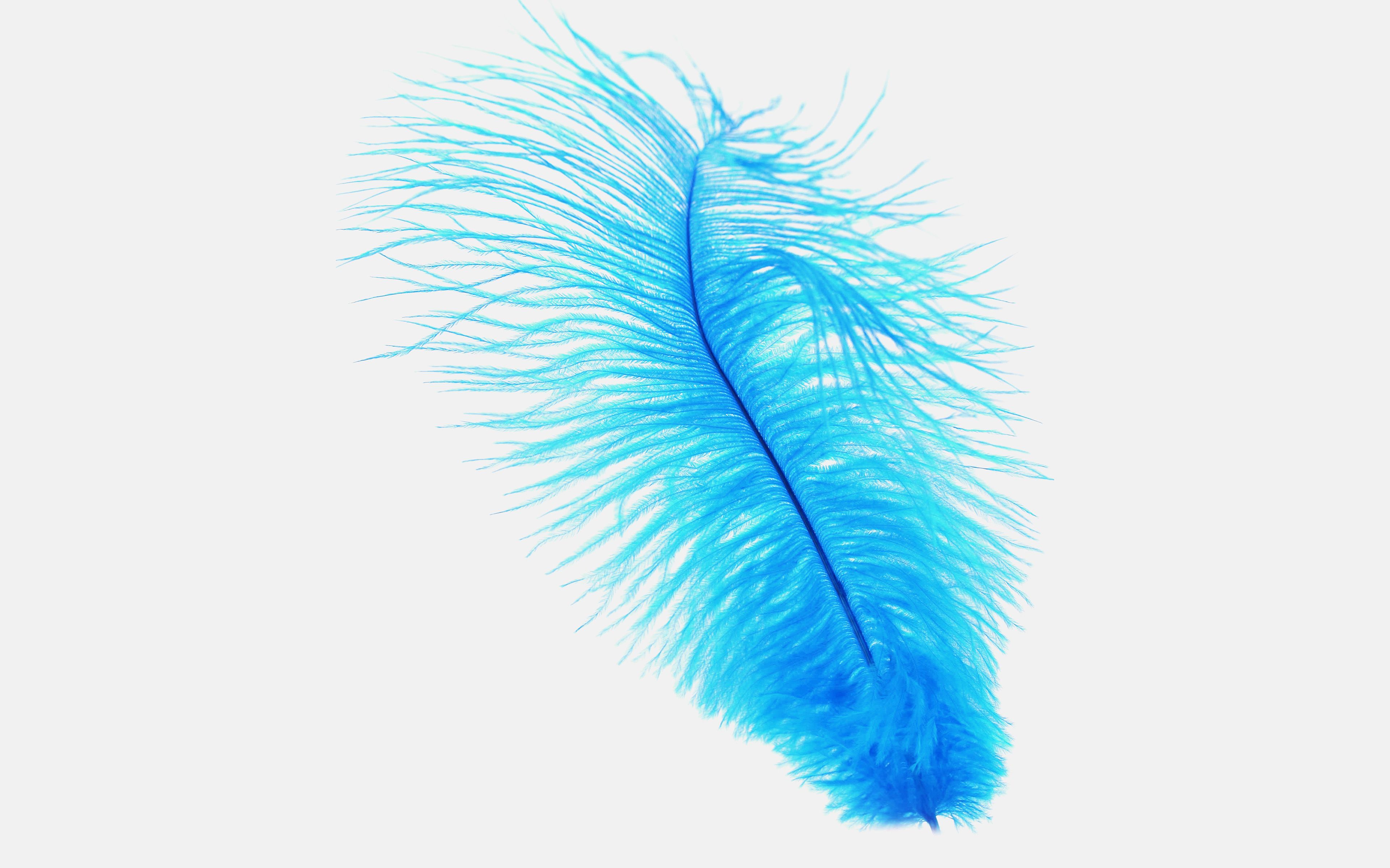 2048x1152 Blue Feather 2048x1152 Resolución HD 4k Fondos de pantalla, Imágenes