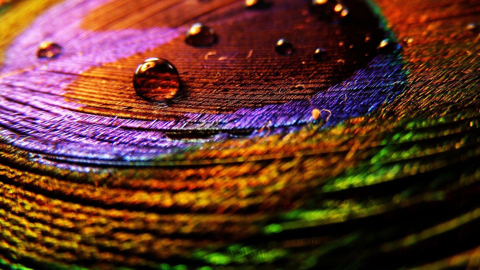 Peacock Feathers Wallpapers