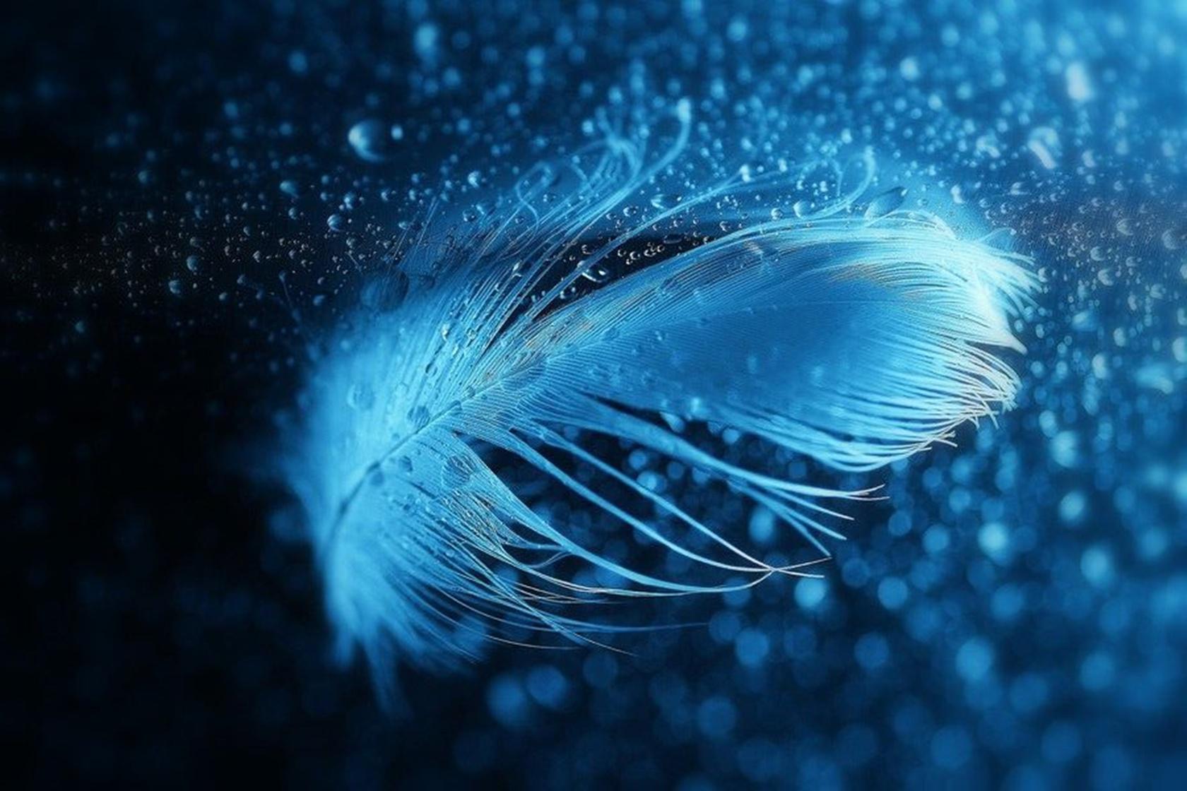 Fondo de pantalla de plumas (30+)
