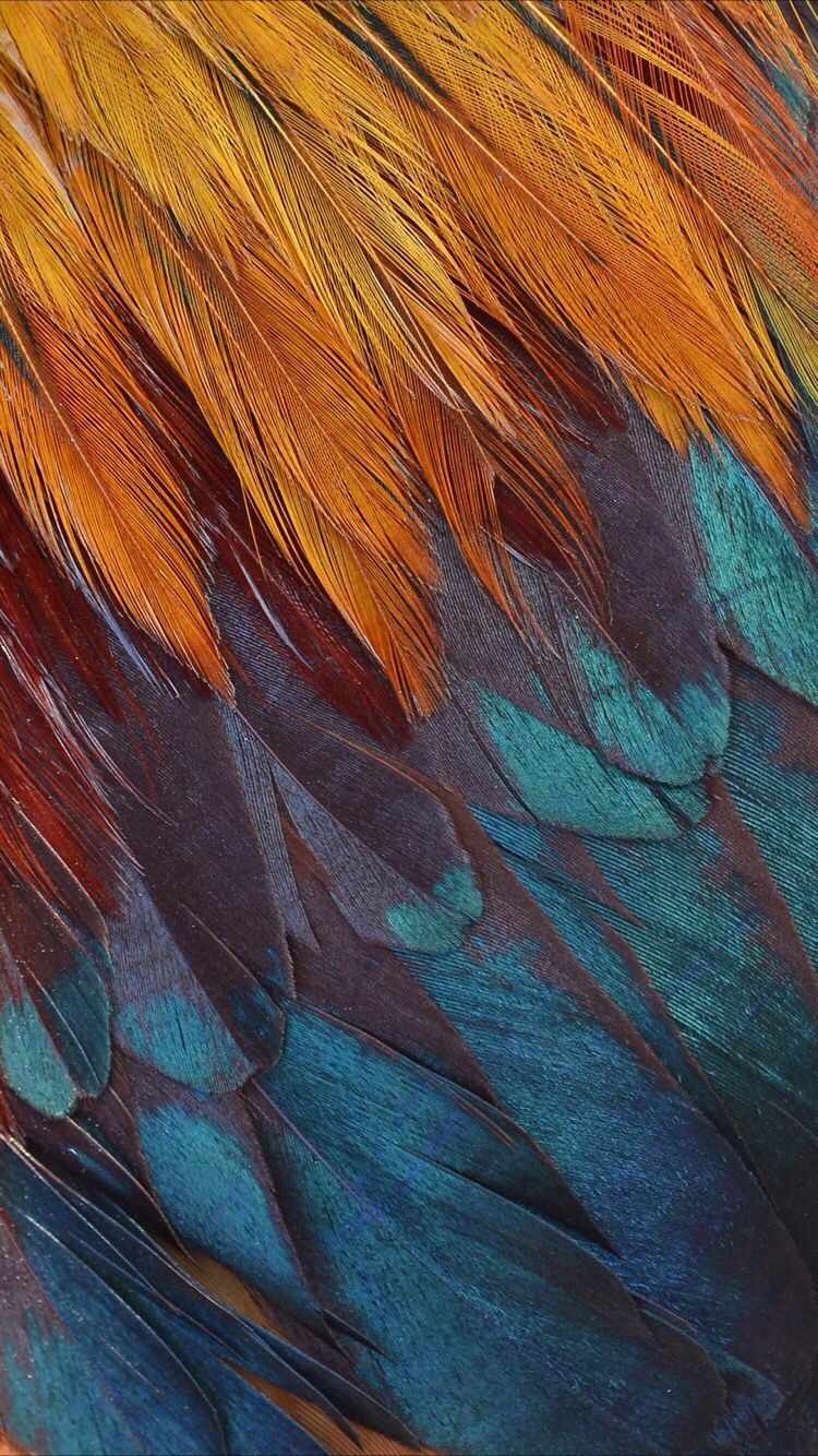 Fondo de pantalla de plumas de colores para tu iPhone Xr de Everpix | iPhone