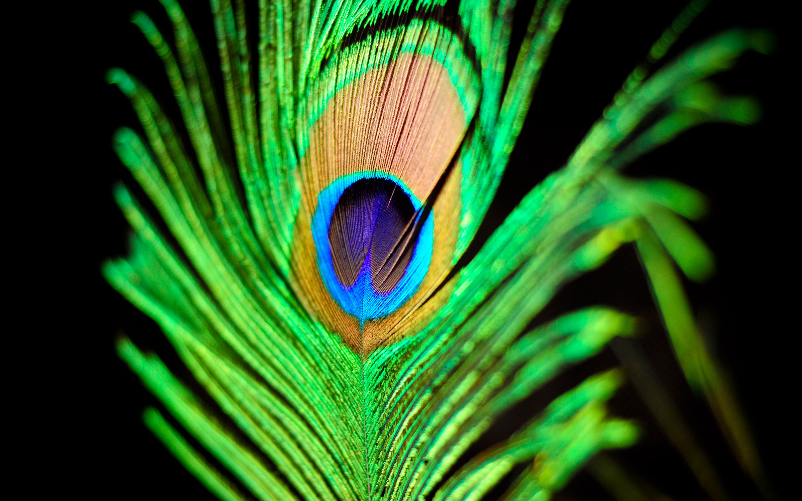 Fondo de pantalla de plumas 05 - [2560x1600]
