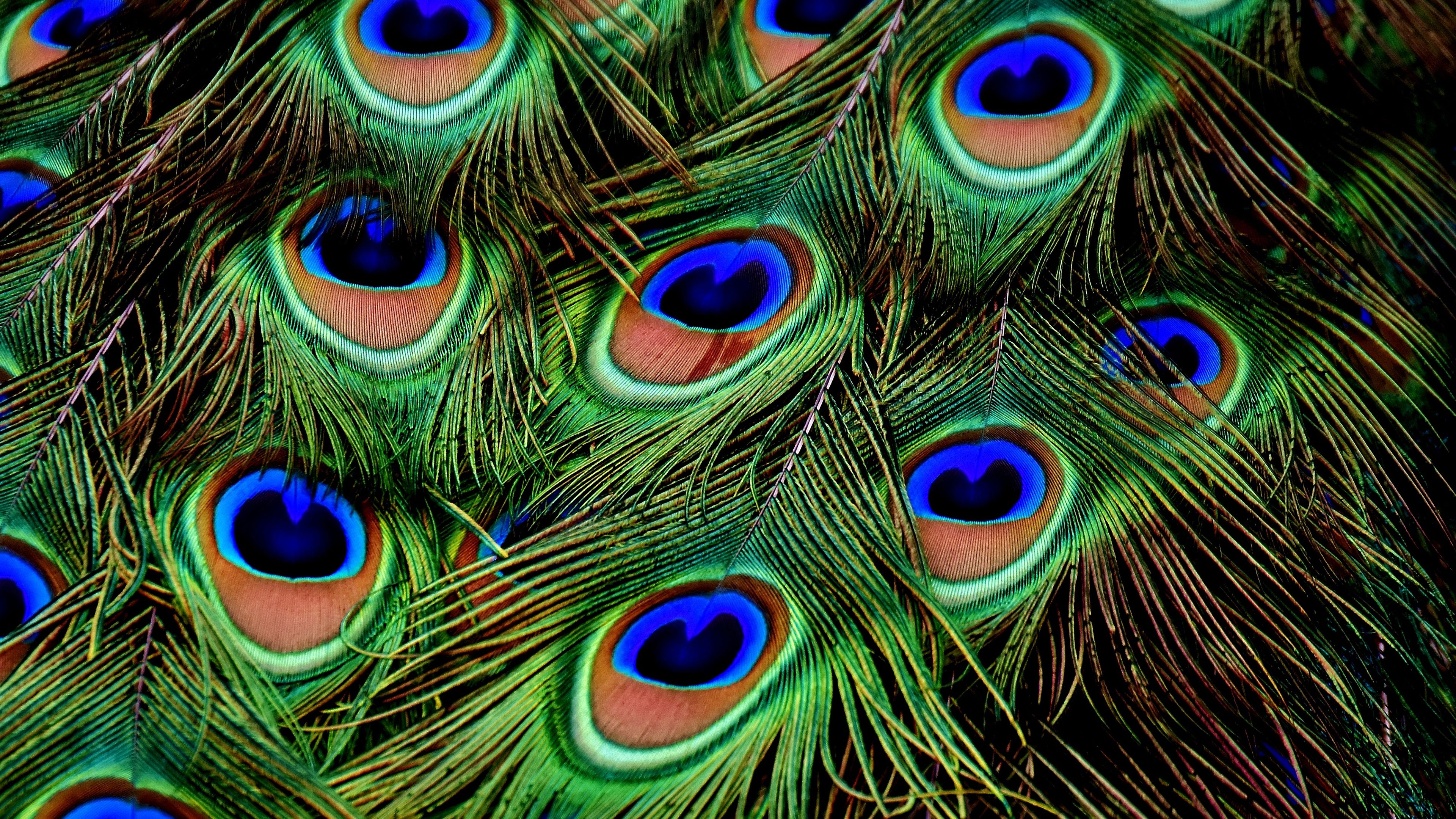 4K Peacock Feathers Wallpaper HD