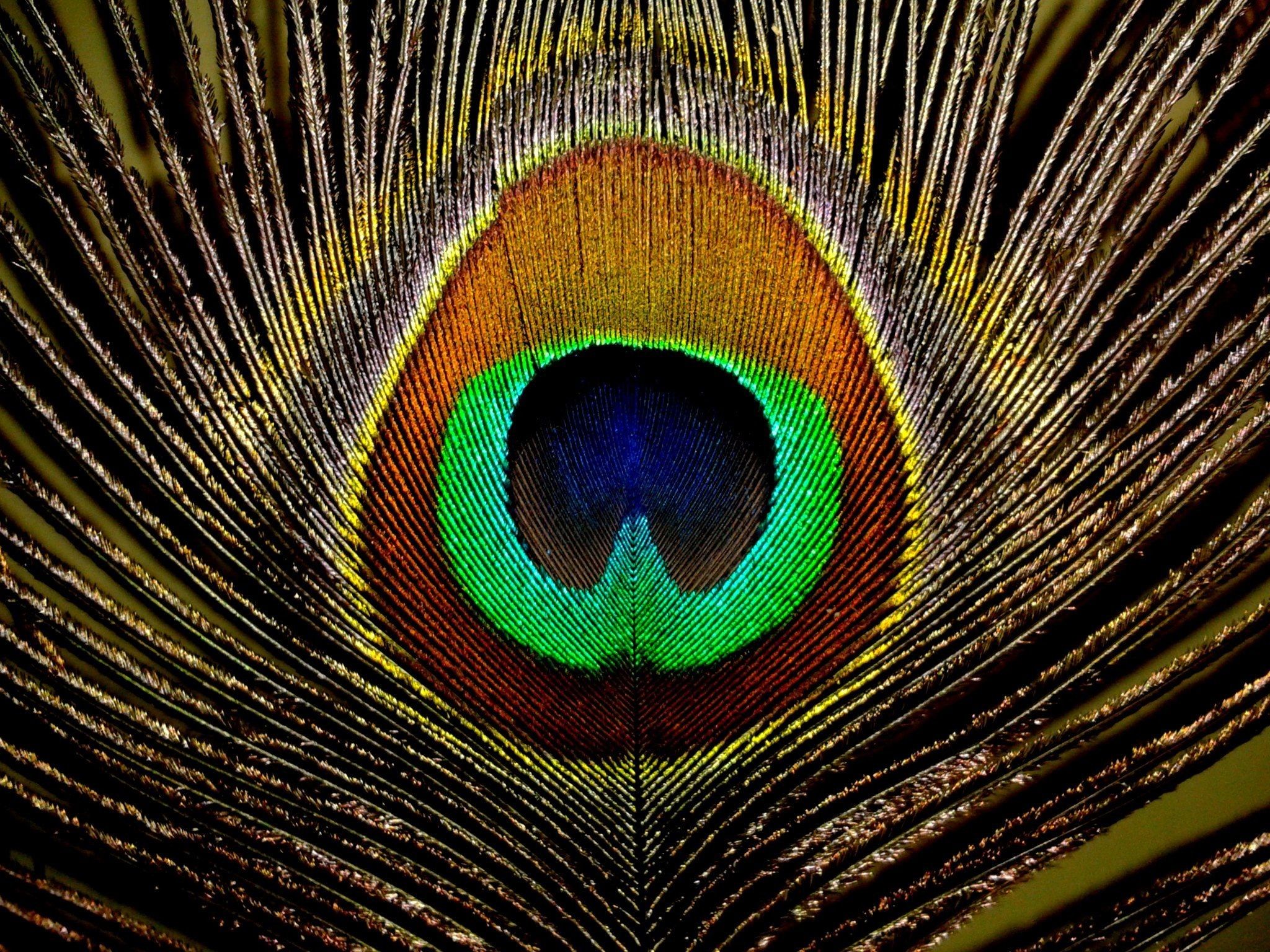 Más de 51 fondos de pantalla de plumas de pavo real