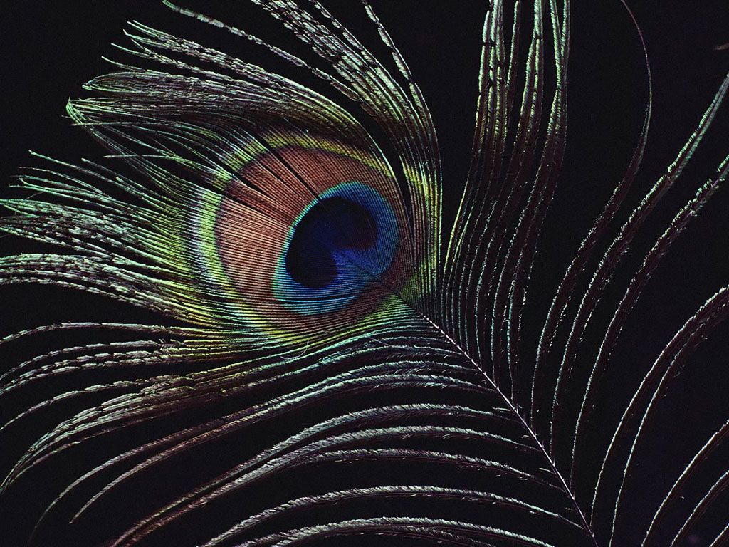 34+] Peacock Feather Fondos de Escritorio