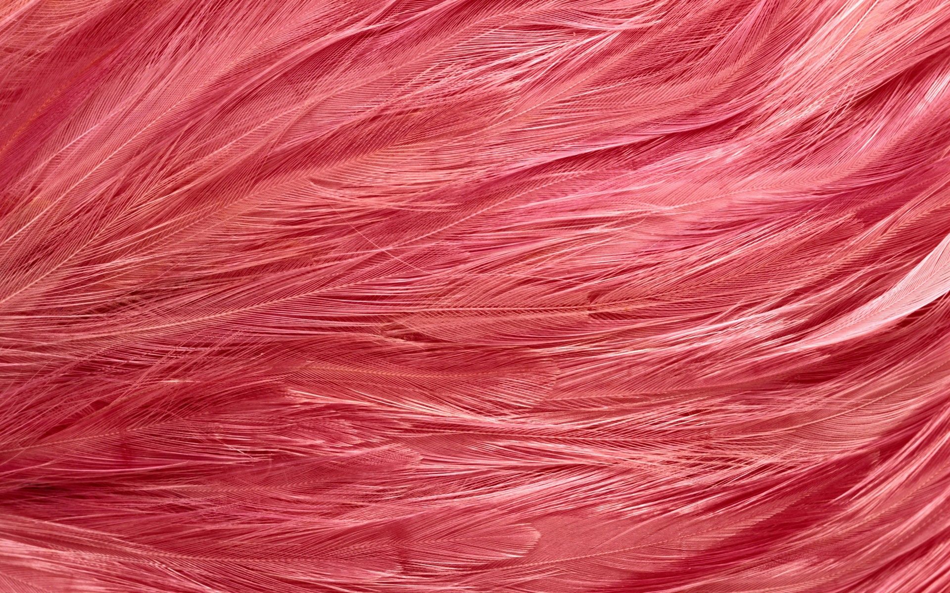 Descargar Feathers Wallpapers Pack. FLGX DB