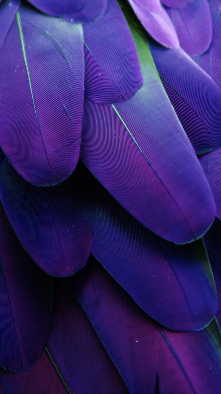 ¡Fondo de pantalla de plumas mágicas para tu iPhone 8 de Everpix! El | iPhone