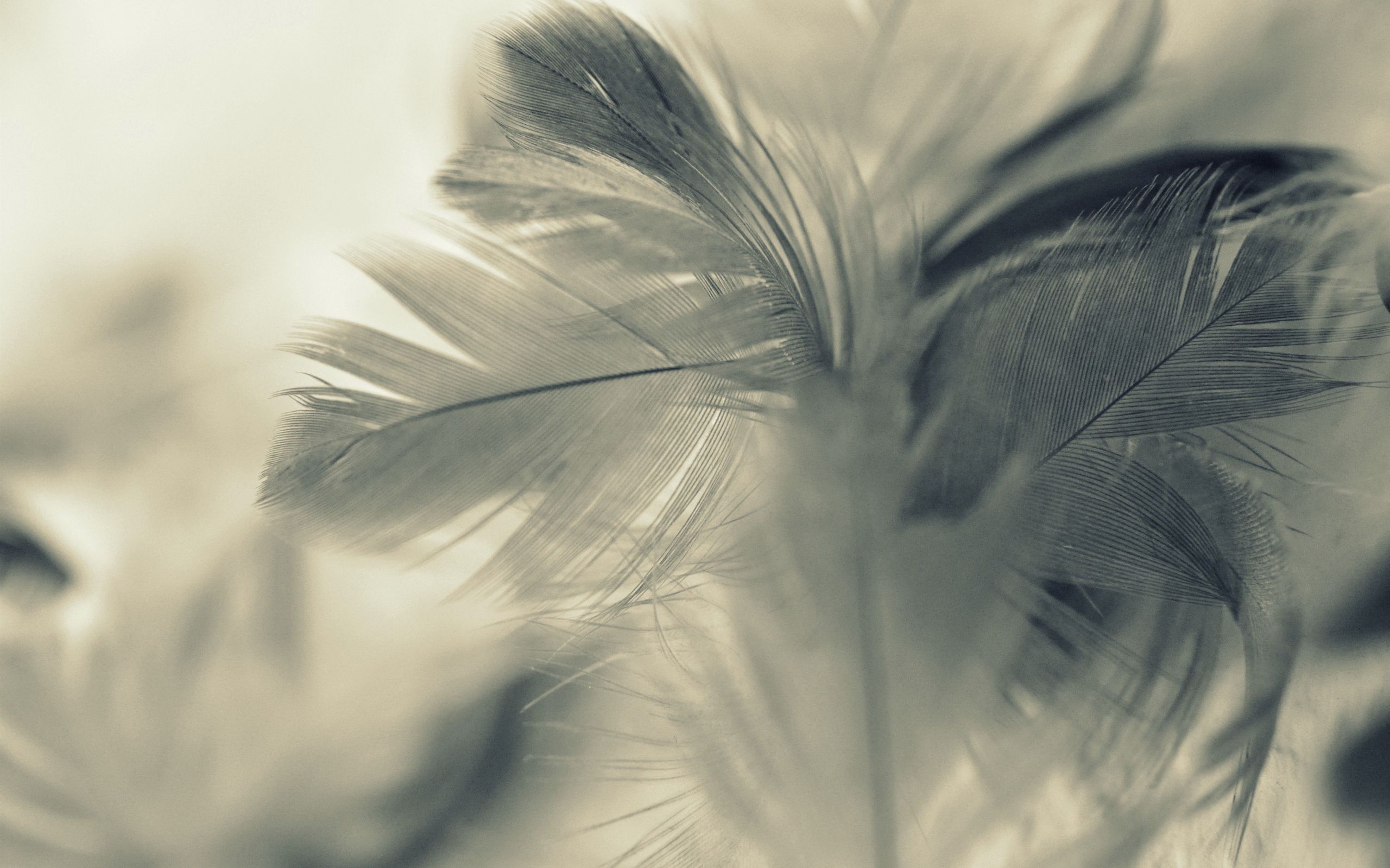 Fondo de pantalla de plumas 36 - [2560x1600]