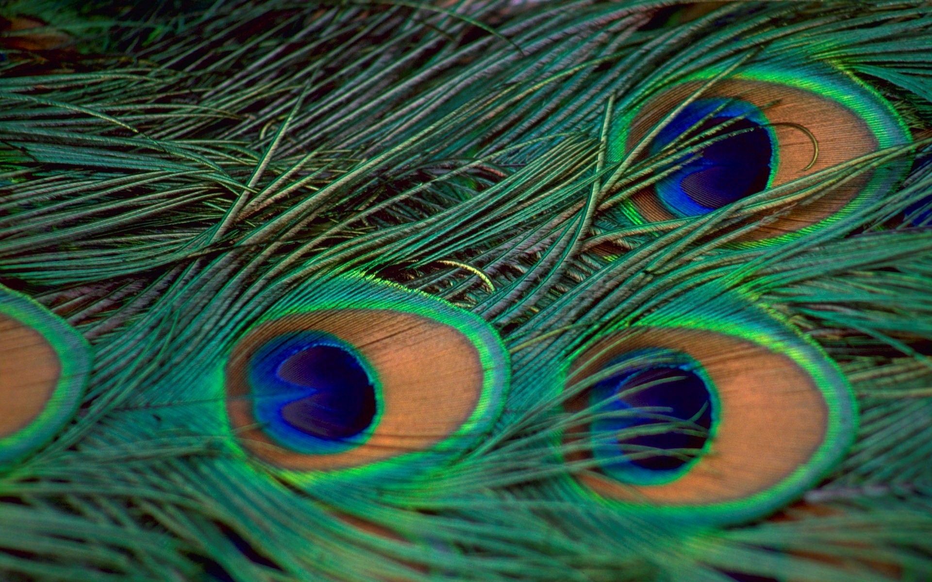 Más de 51 fondos de pantalla de plumas de pavo real