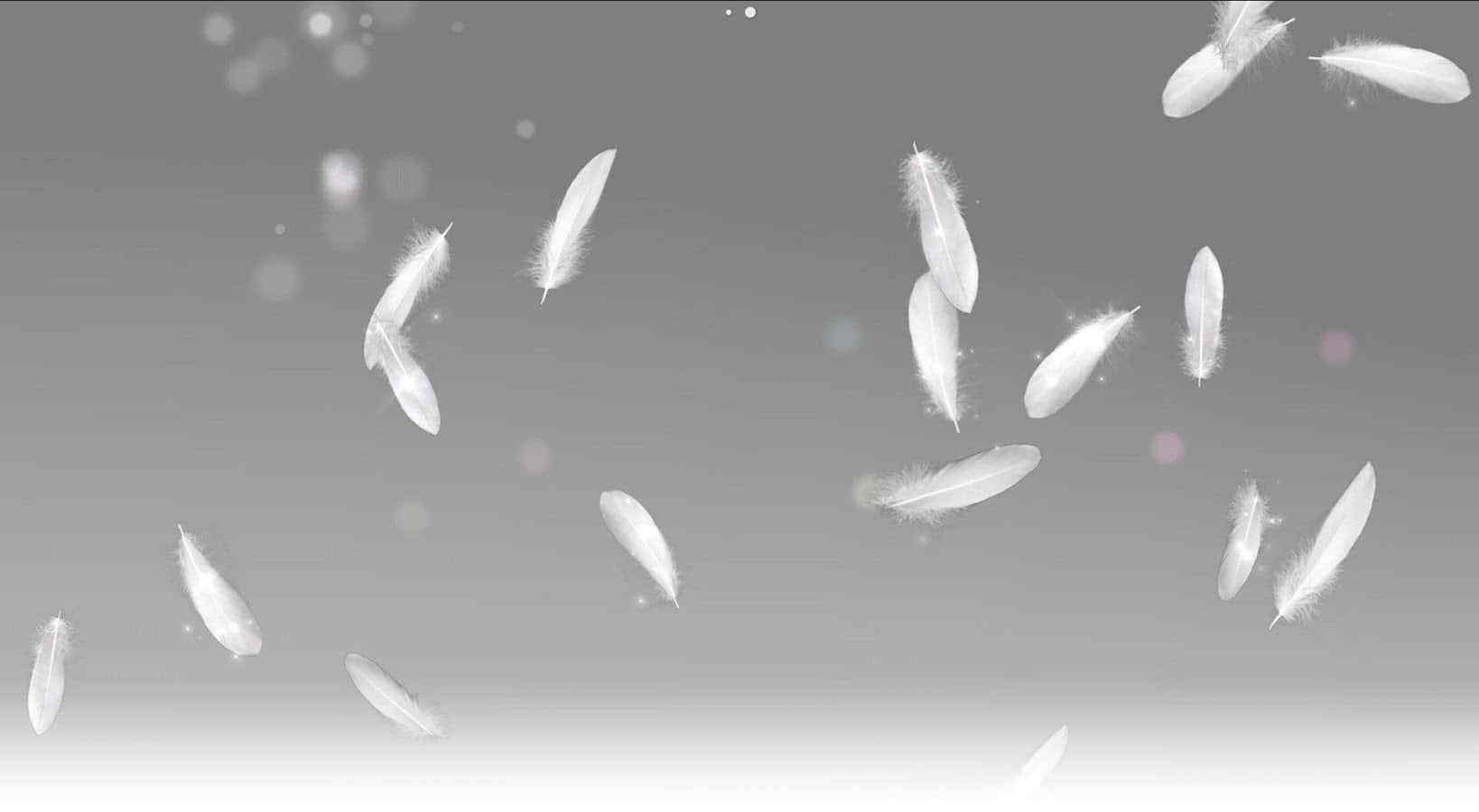 Beautiful-Desktop-Background-of-White-Feathers-Wallpapers