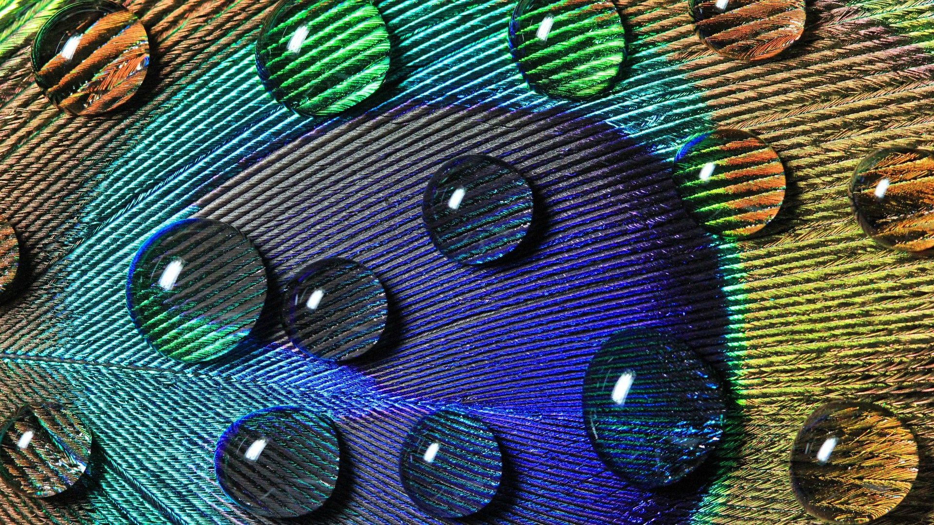 Descargar Peacock Feathers Wallpapers Gratis