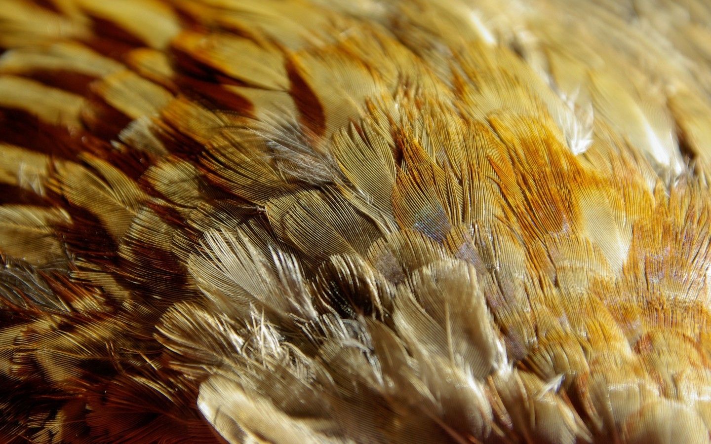 Descargar 1440x900 Feathers Wallpapers para MacBook Pro 15 pulgadas