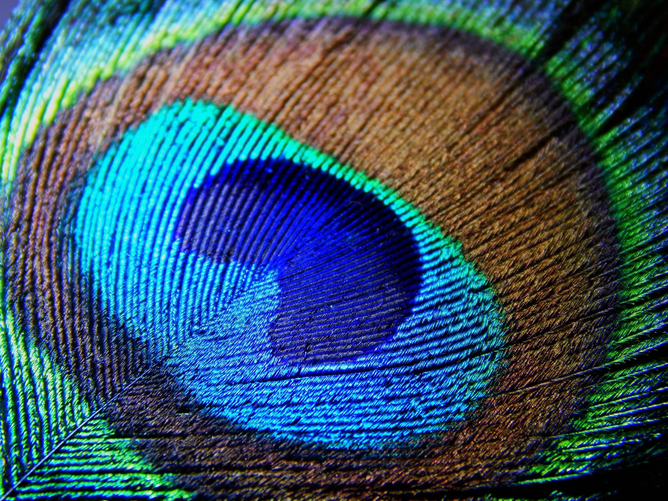 Más de 51 fondos de pantalla de plumas de pavo real