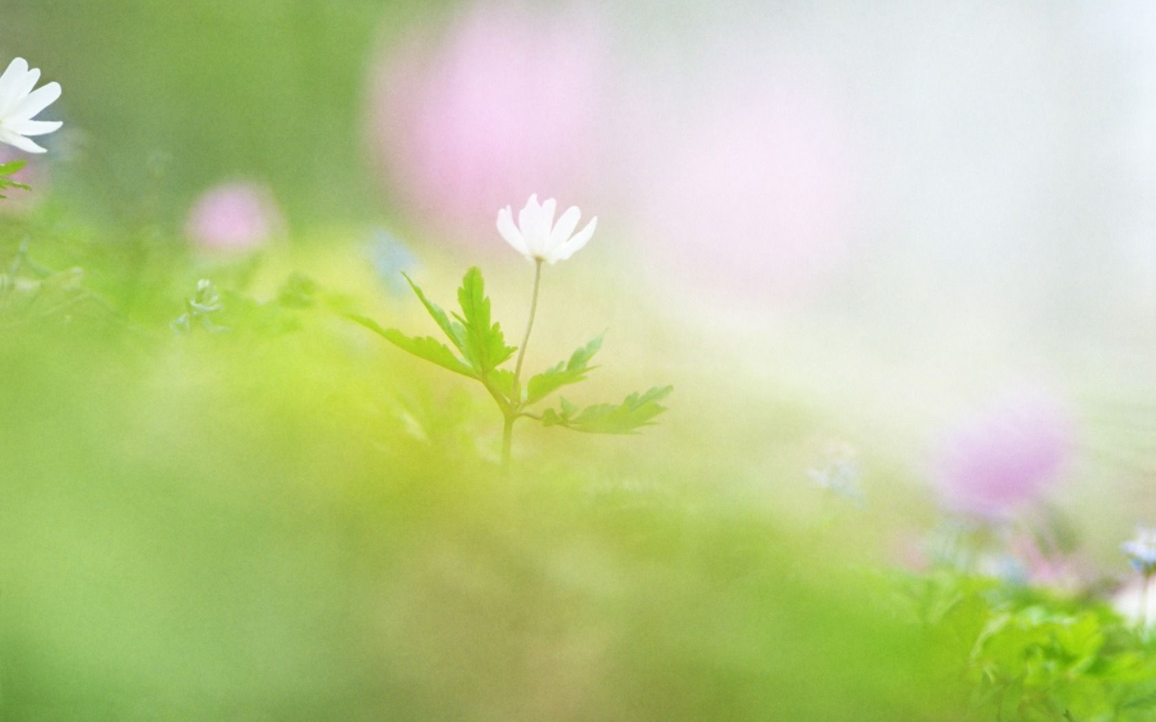 Fotografía de flores de enfoque suave: dulce y romántico