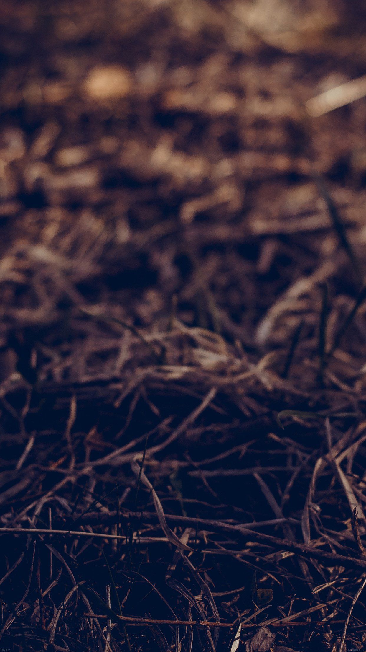 Fondo de pantalla de Path Leaf Old Vintage Art Nature para Android - Android HD