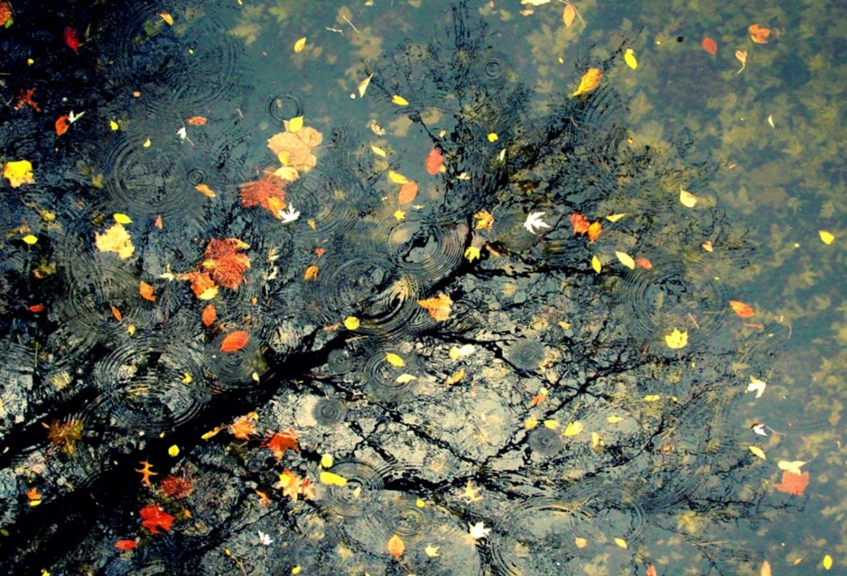 Autumn Rain Hd Fondo de pantalla | Fondos elegantes
