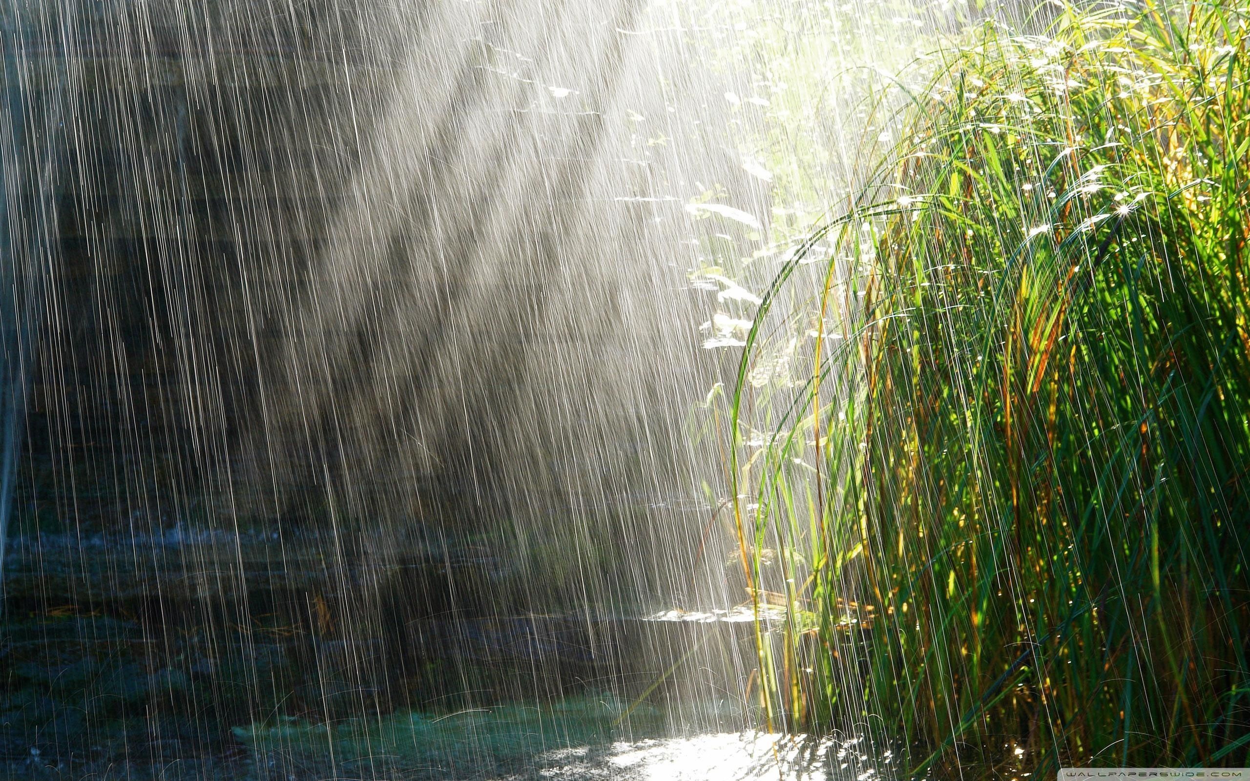 Más de 40 fondos de pantalla de Summer Rain - Descarga