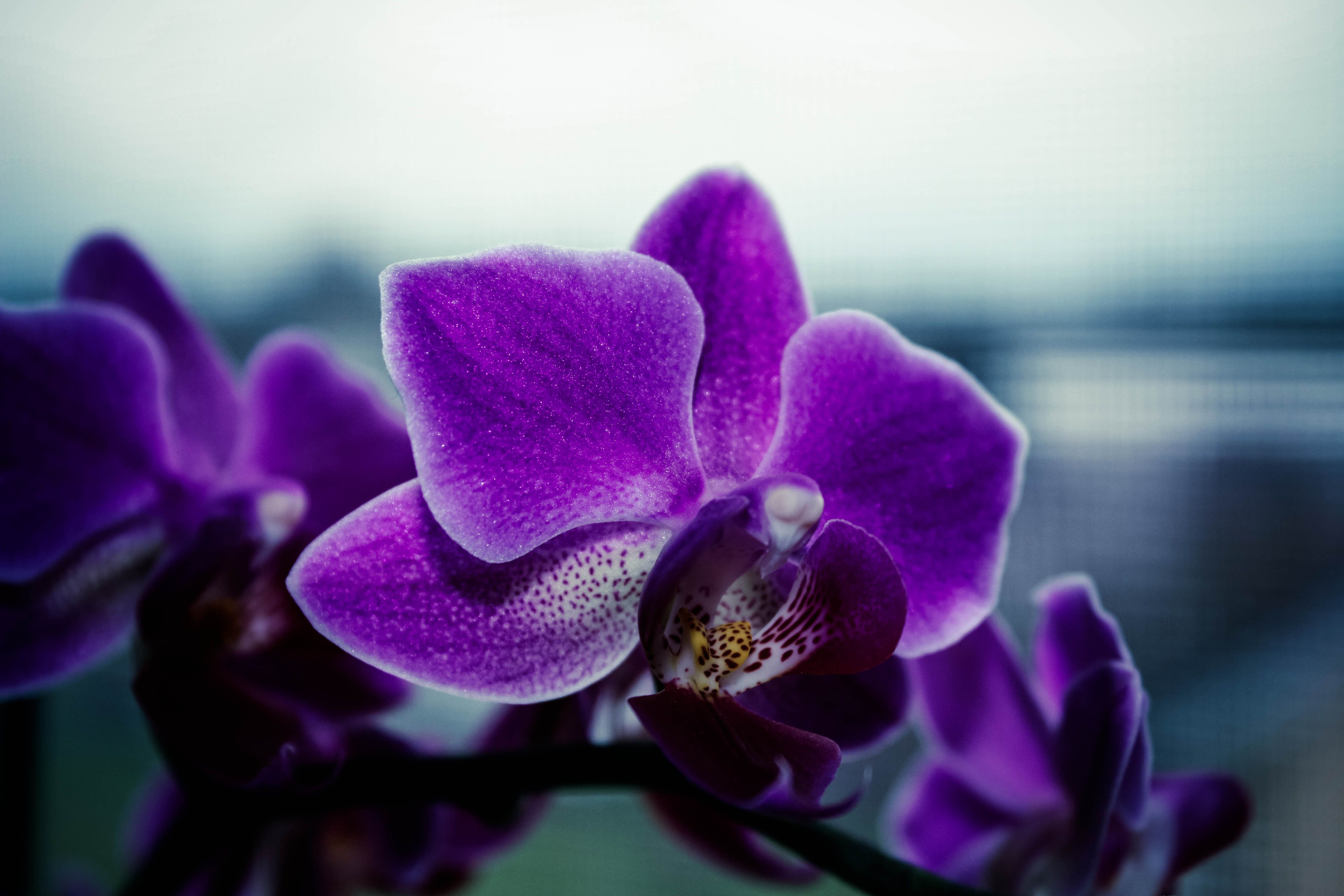 Фиолетовый обои картинки. Фаленопсис сиреневый. Орхидея Purple Mirach. Фаленопсис Пинк Твилайт. Орхидея фаленопсис голубая.