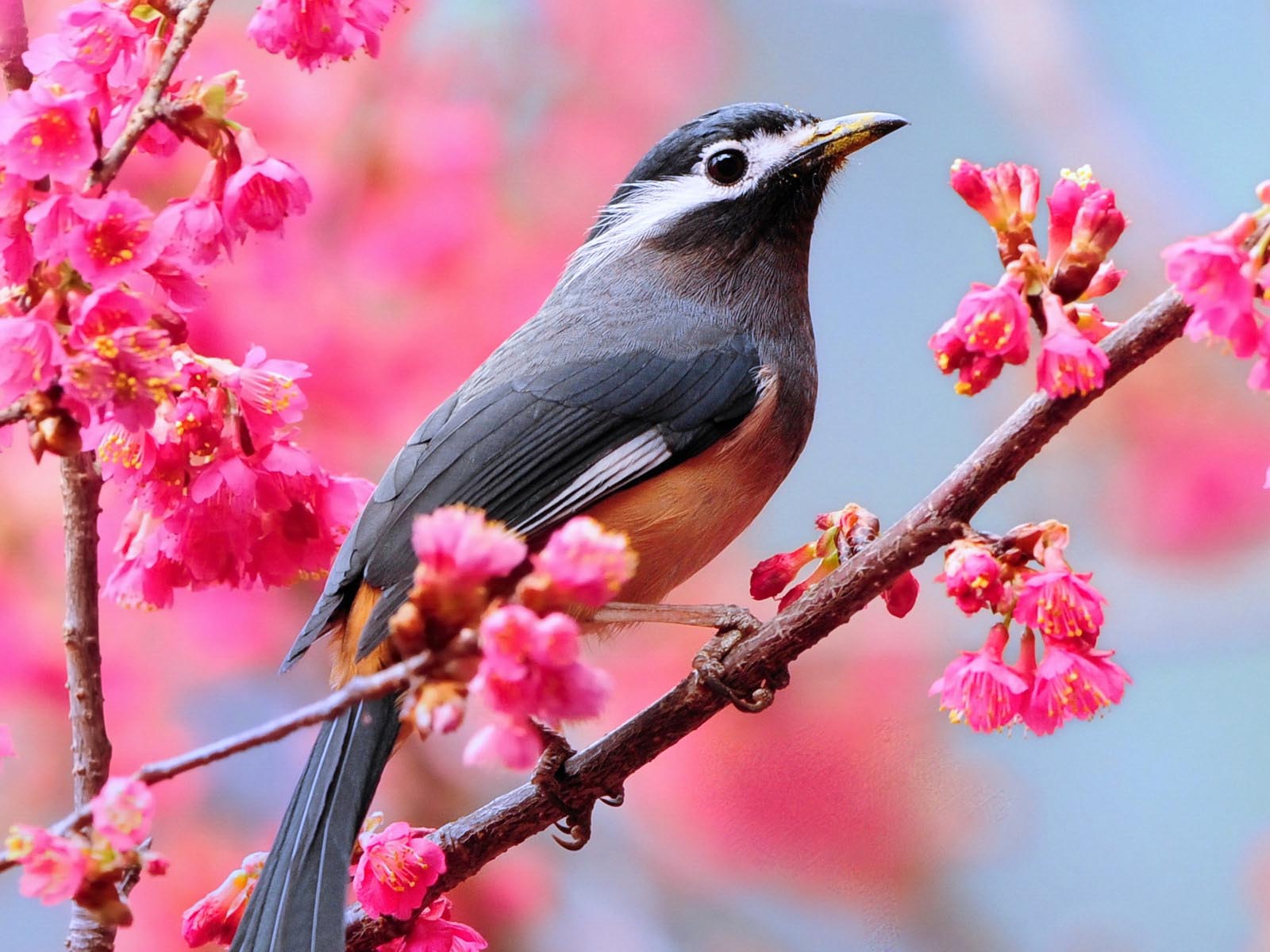 HD Spring Wallpapers for Desktop