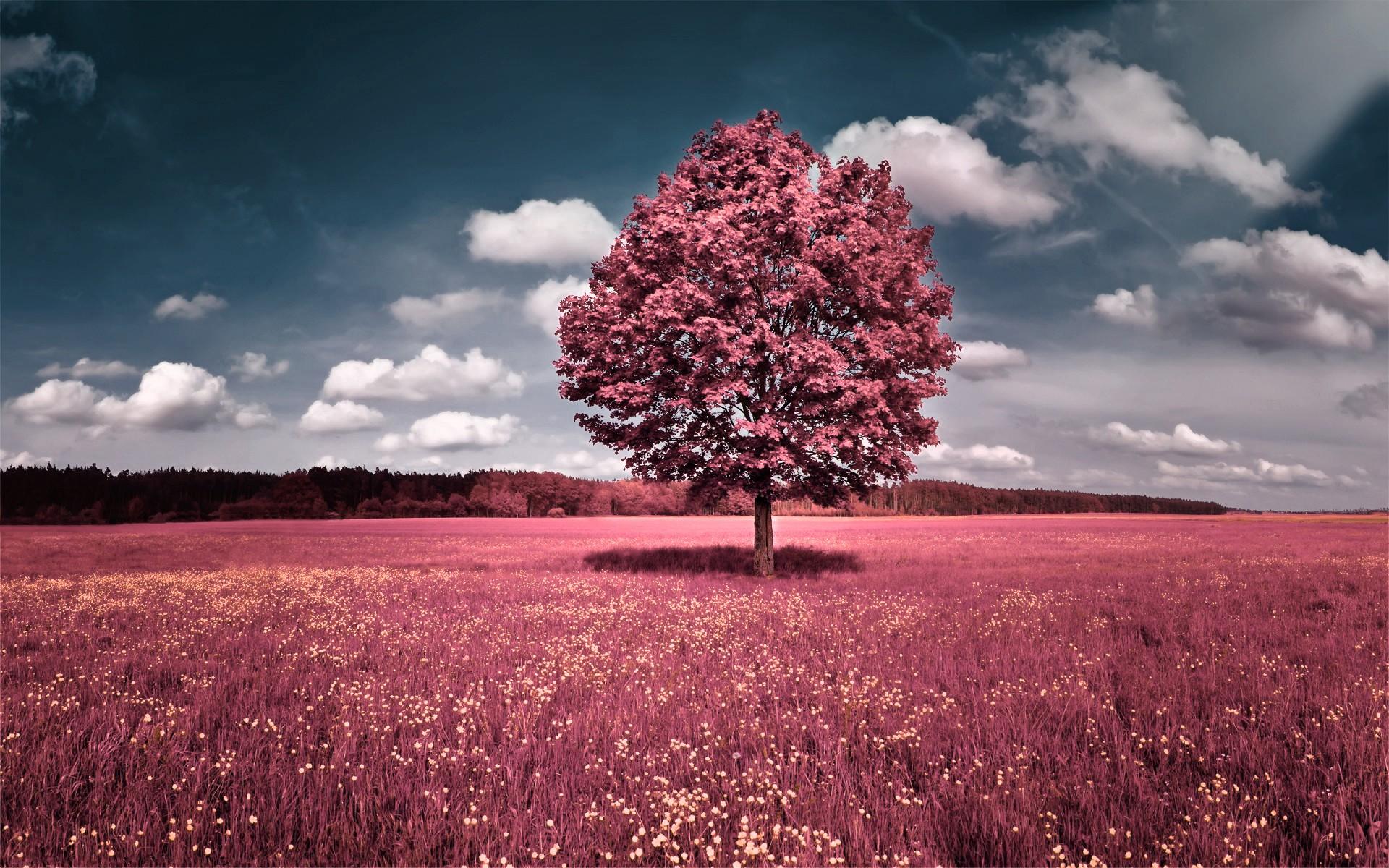 25 impresionantes fondos de pantalla de primavera