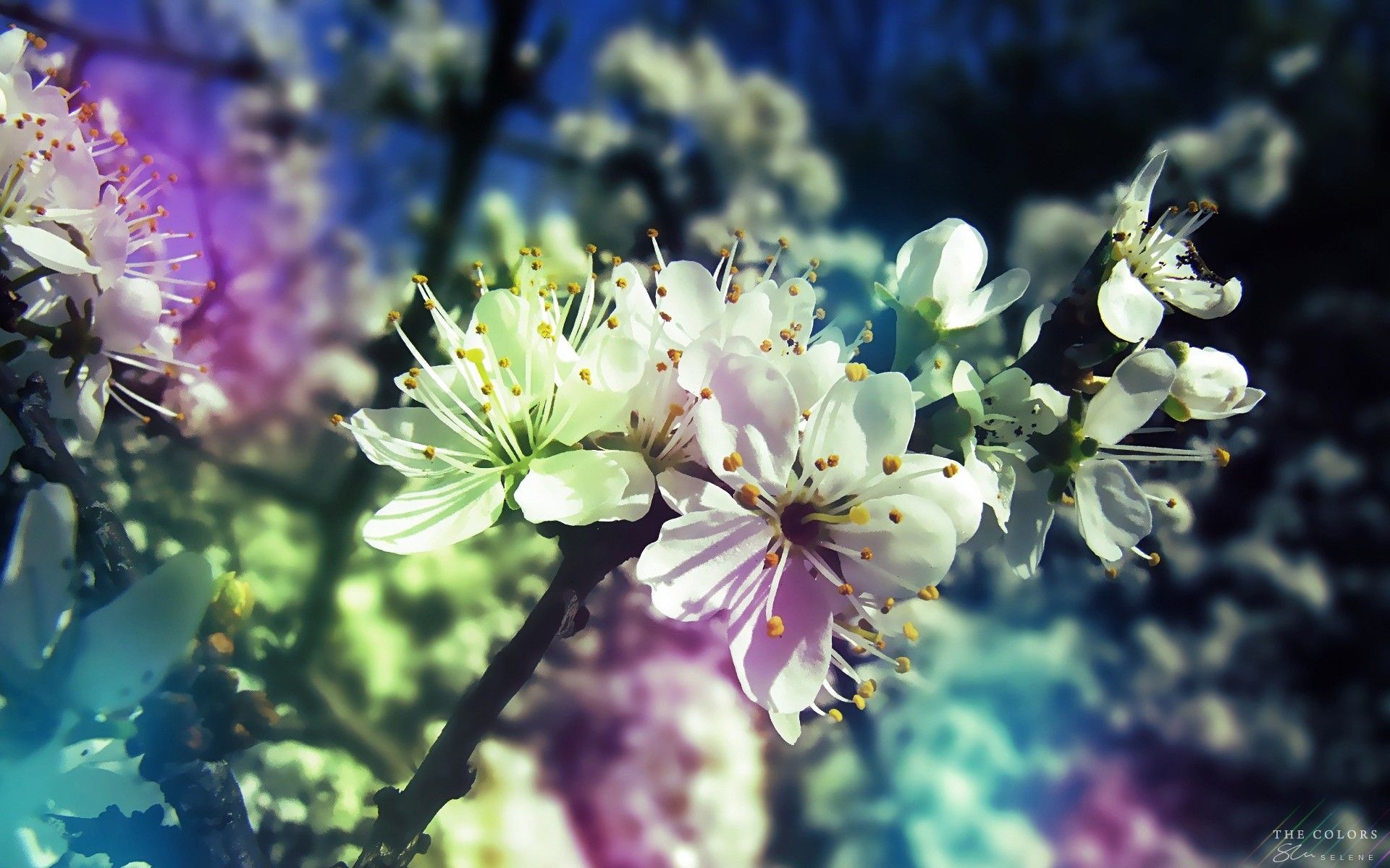 25 impresionantes fondos de pantalla de primavera