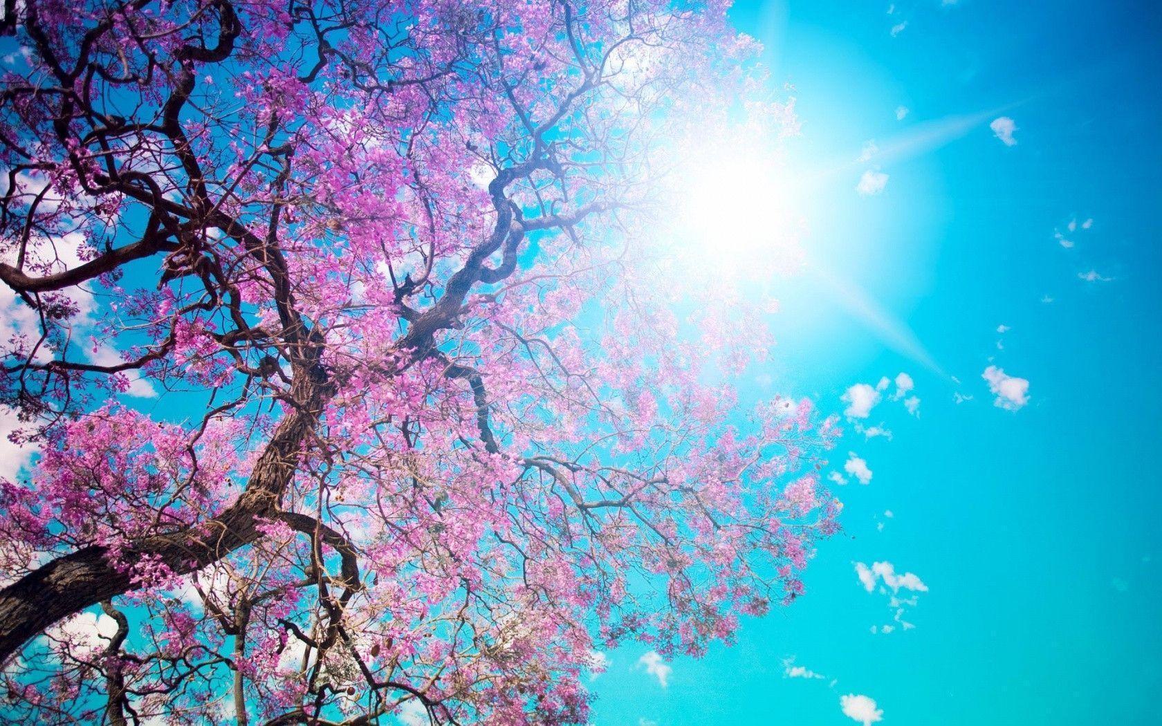 Fondos de escritorio de primavera - Los mejores fondos de escritorio de primavera gratis