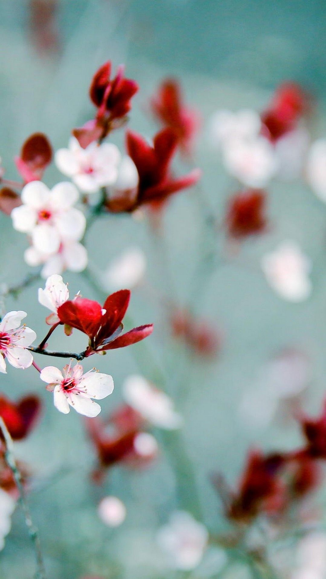Spring Wallpaper para Android - Los mejores fondos de pantalla de Android | a través de