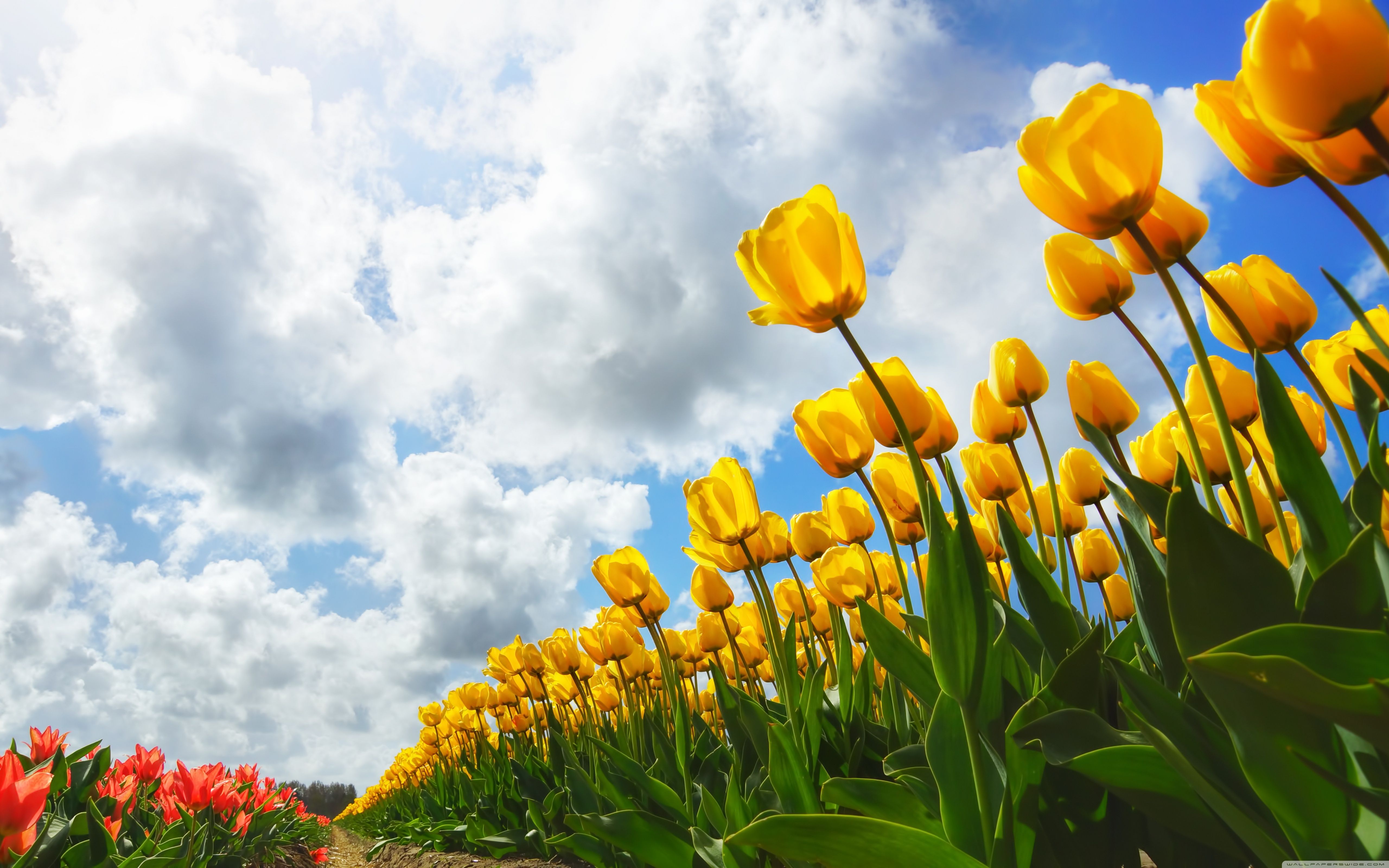 Spring ❤ Fondo de escritorio 4K HD para 4K Ultra HD TV • Wide & Ultra