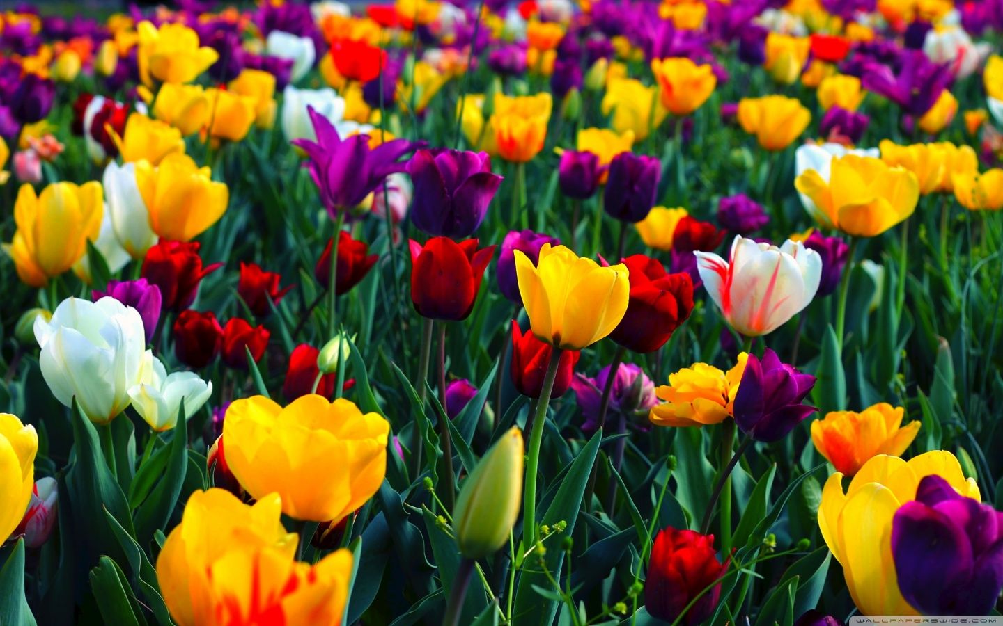 Spring Wallpapers HD descargar gratis
