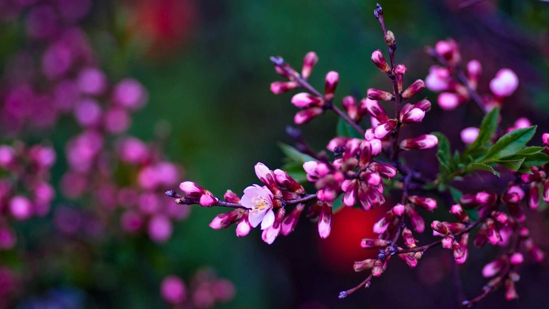 Fondo de pantalla de Spring (58+ imágenes)