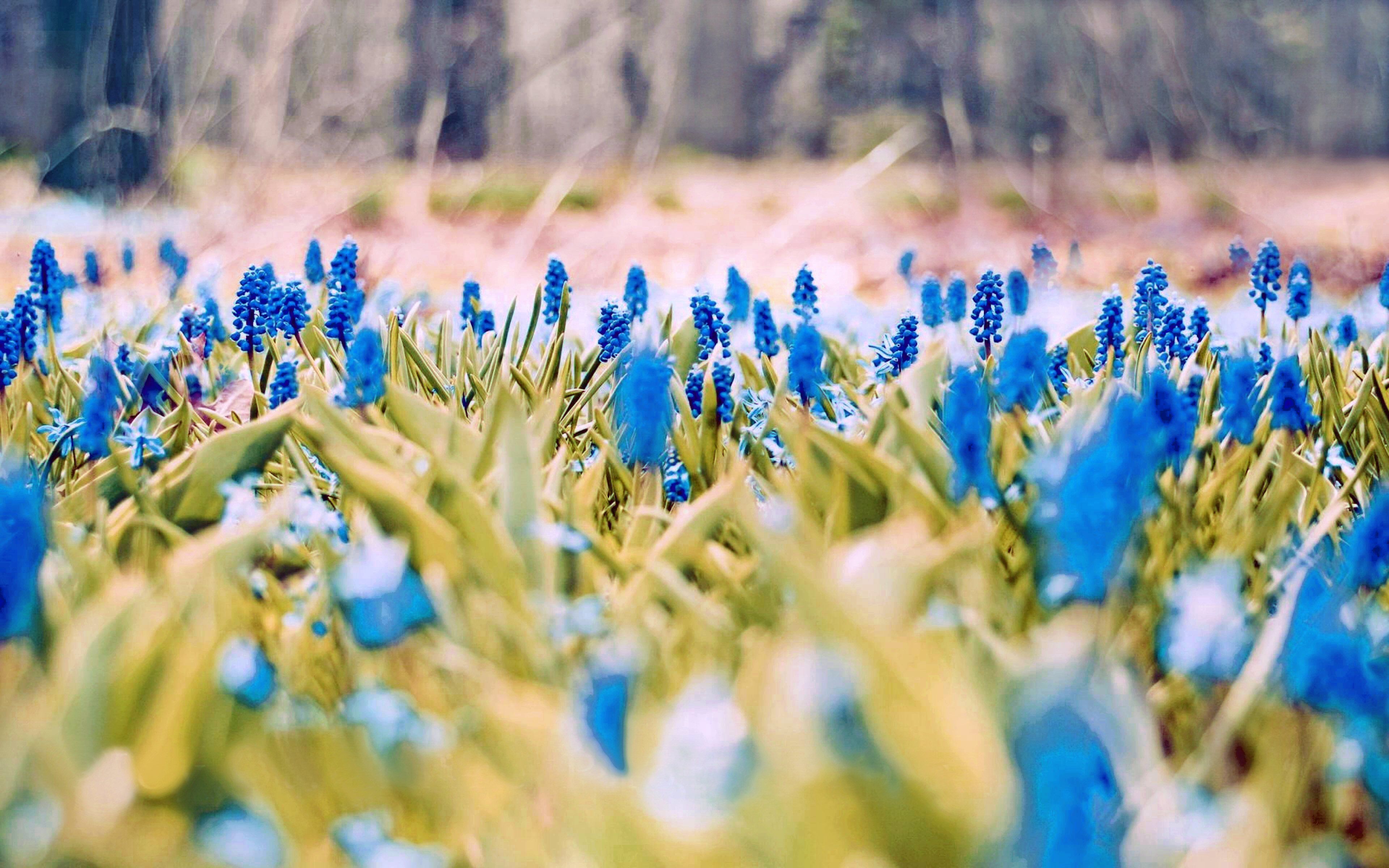 31+ HD Fondos de primavera, Fondos, Imágenes | Tendencias de diseño