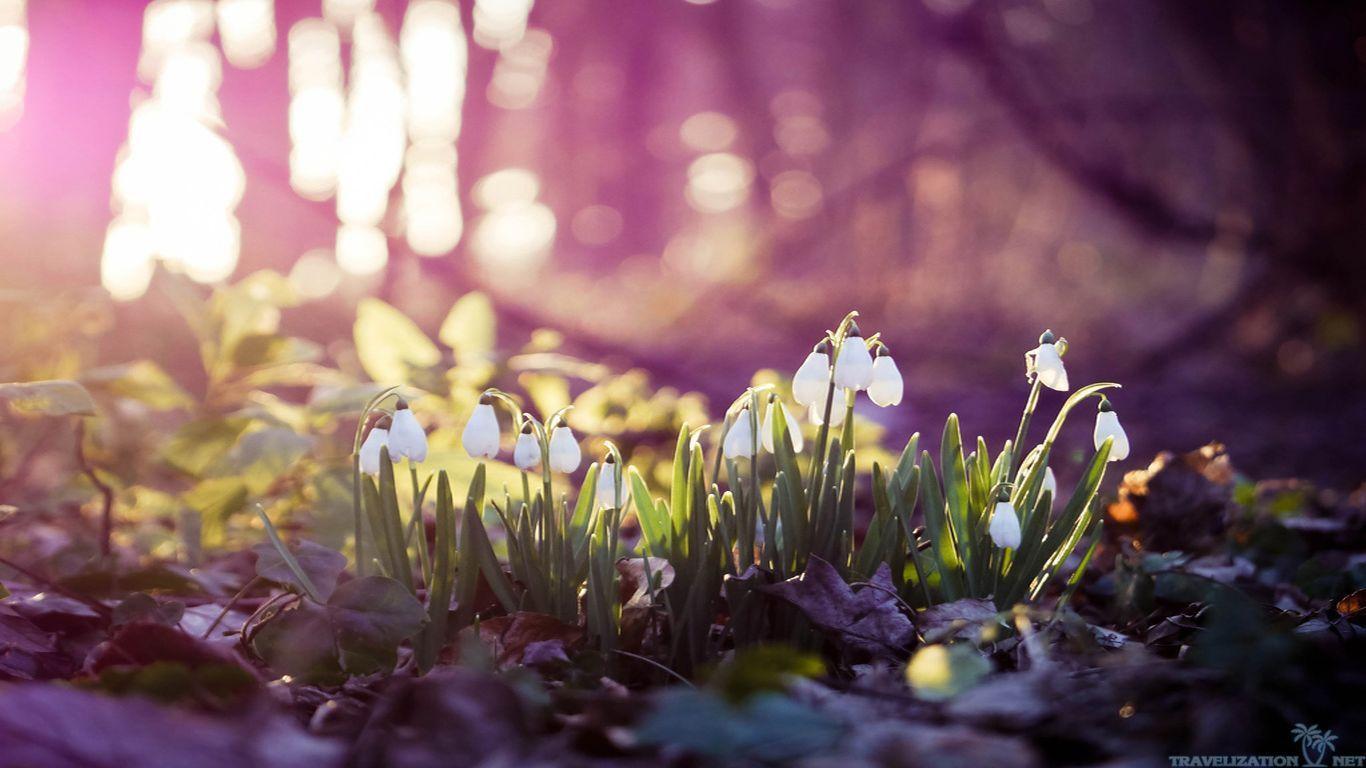 Fondos de principios de la primavera