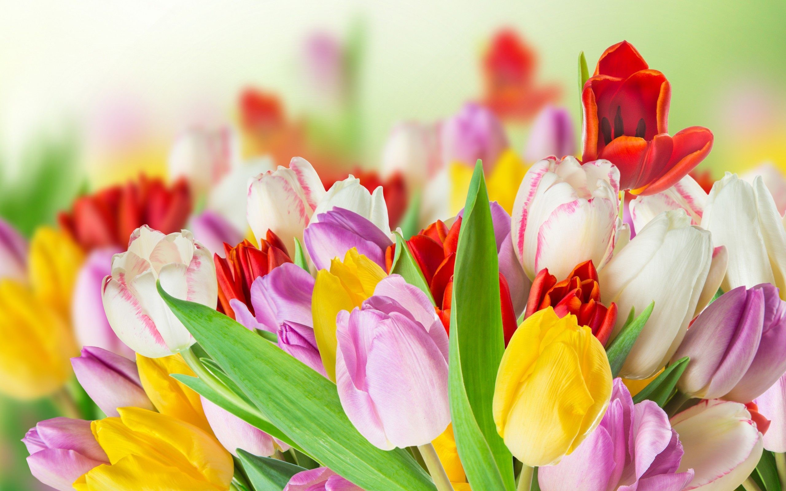 4K Spring Wallpapers de alta calidad | Descargar gratis