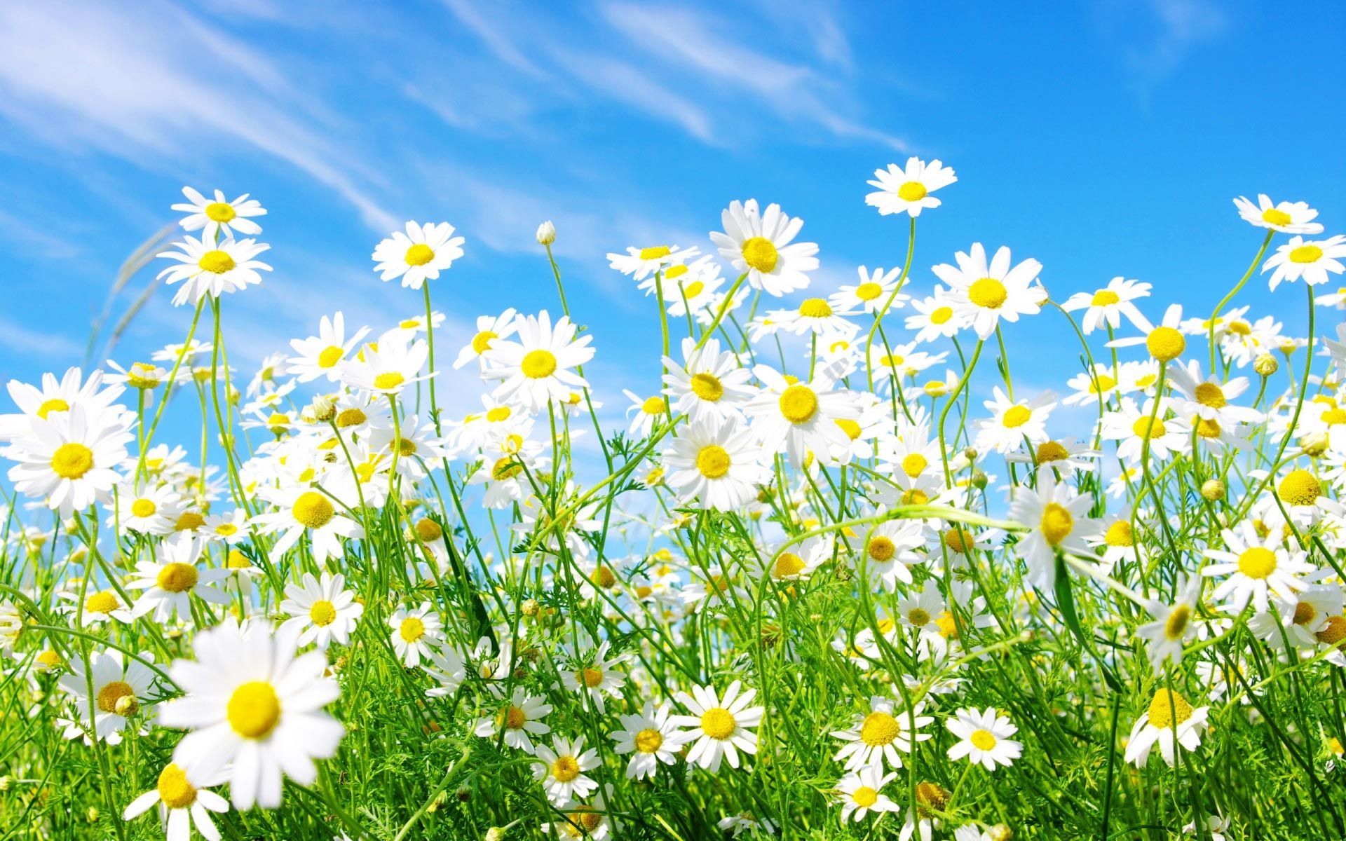 Fondos de primavera (10)