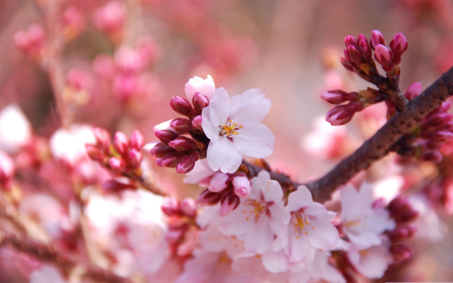 Fondos de escritorio de primavera - Los mejores fondos de escritorio de primavera gratis