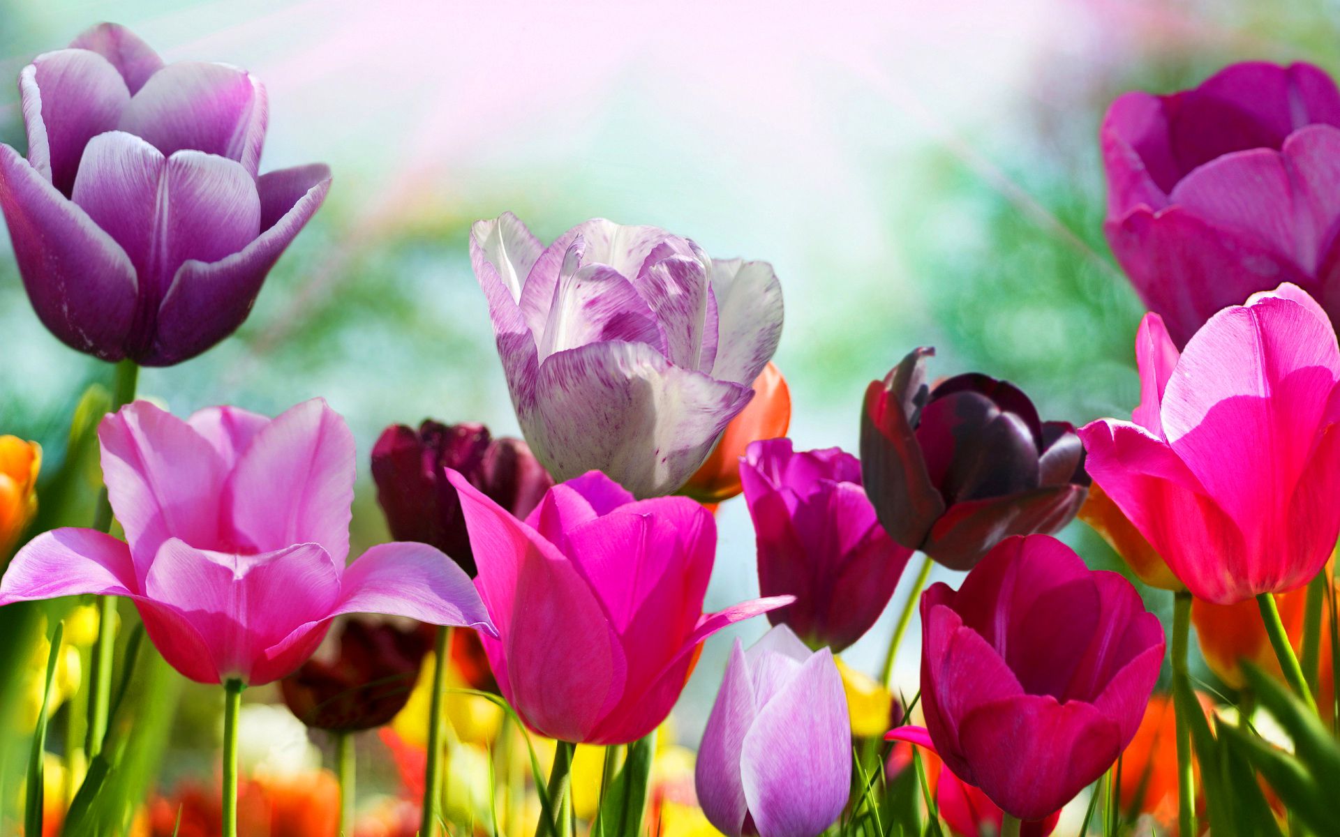 Fondo de pantalla de primavera # 6887847
