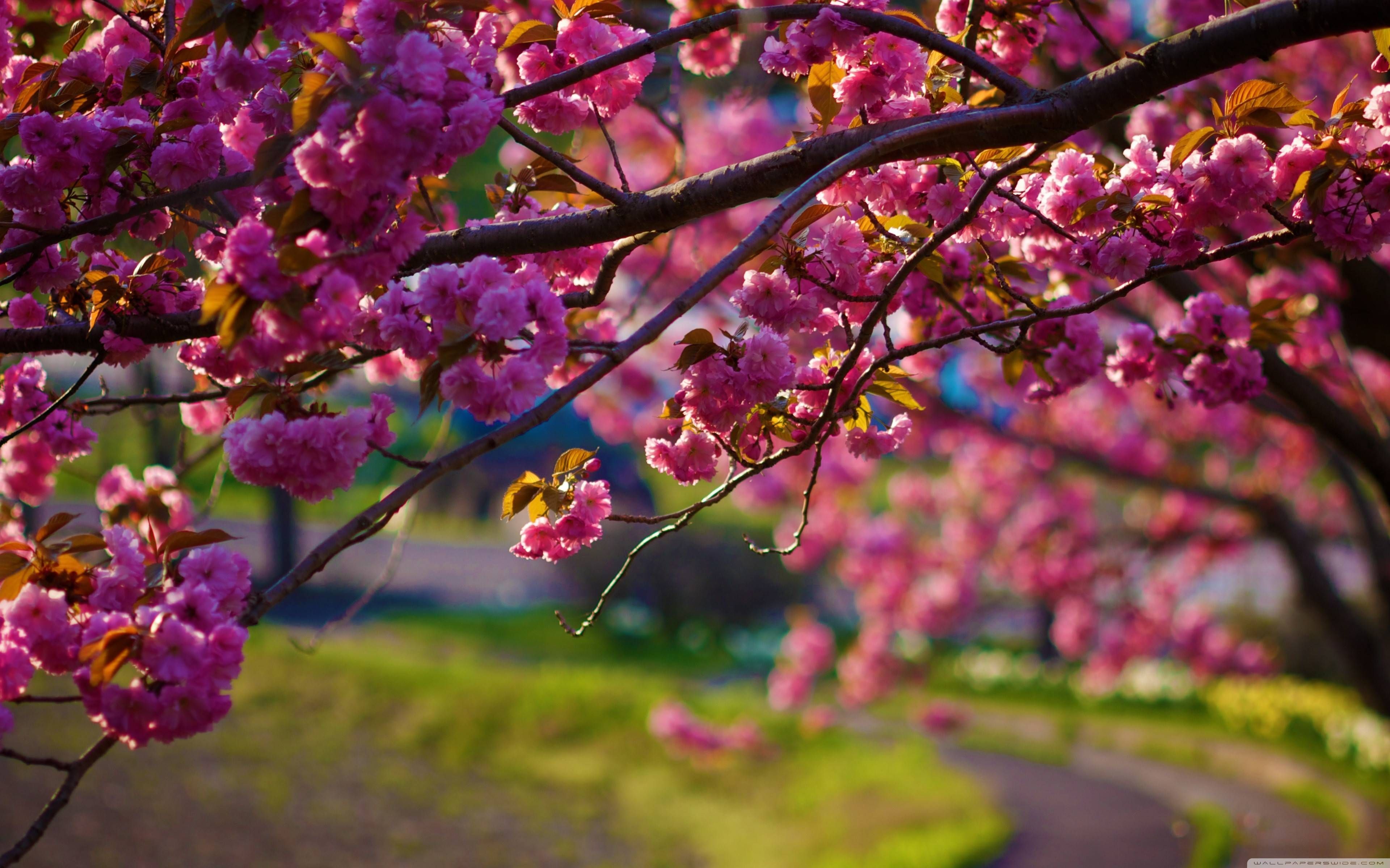 Spring Nature Wallpaper [12801024] vía Classy Bro | Fondos frescos