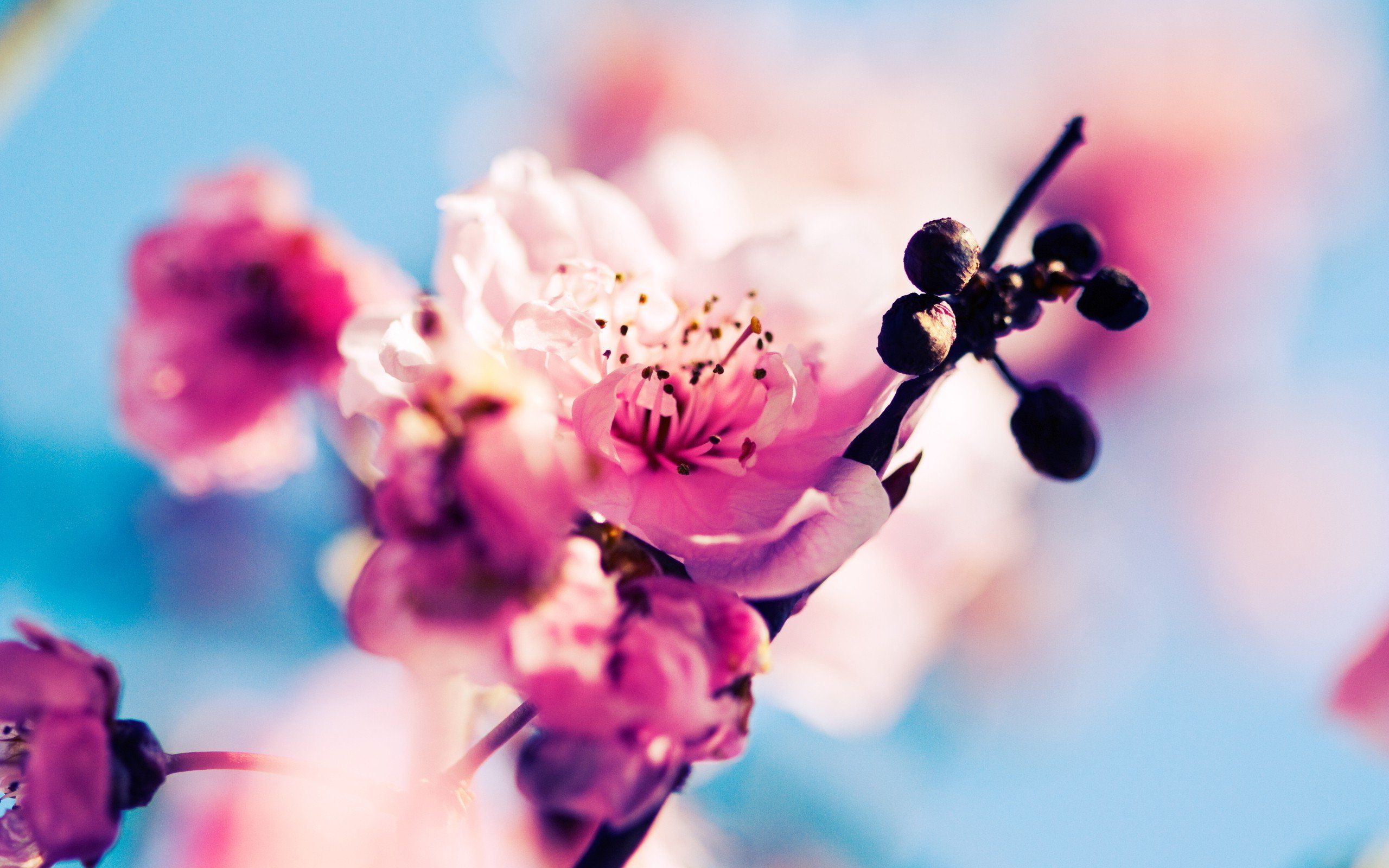 Pack.343: Fondos de primavera (2560x1600) | WallpapersExpert.com