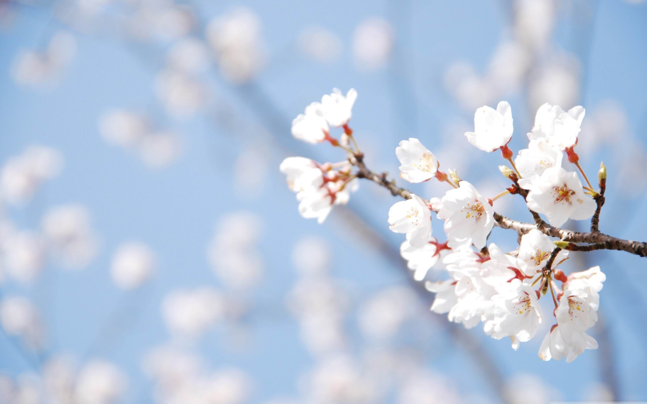 Fondos de primavera - descargar en digitalimagemakerworld.com gratis
