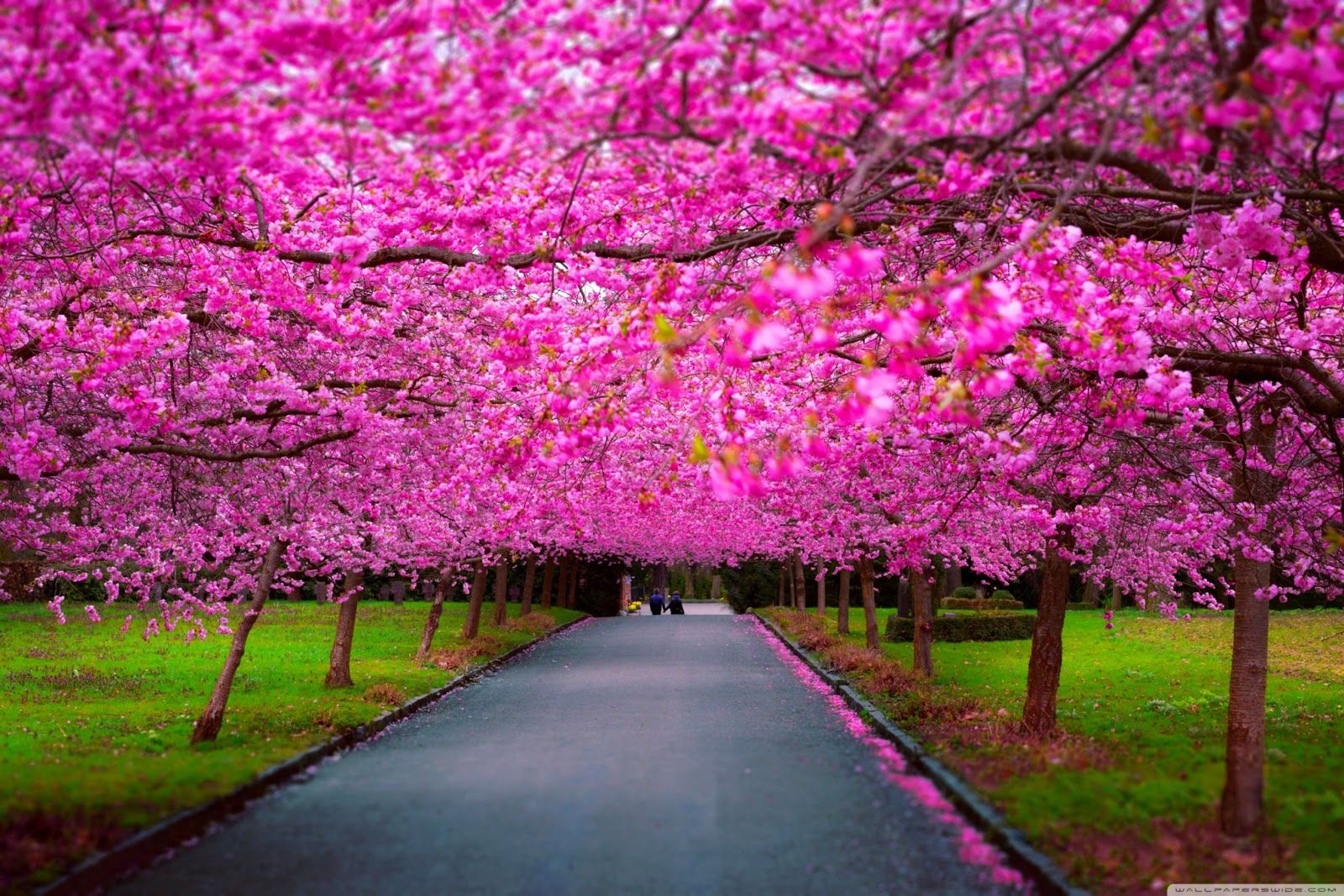 Microsoft Wallpaper Spring | Caja de Fondos
