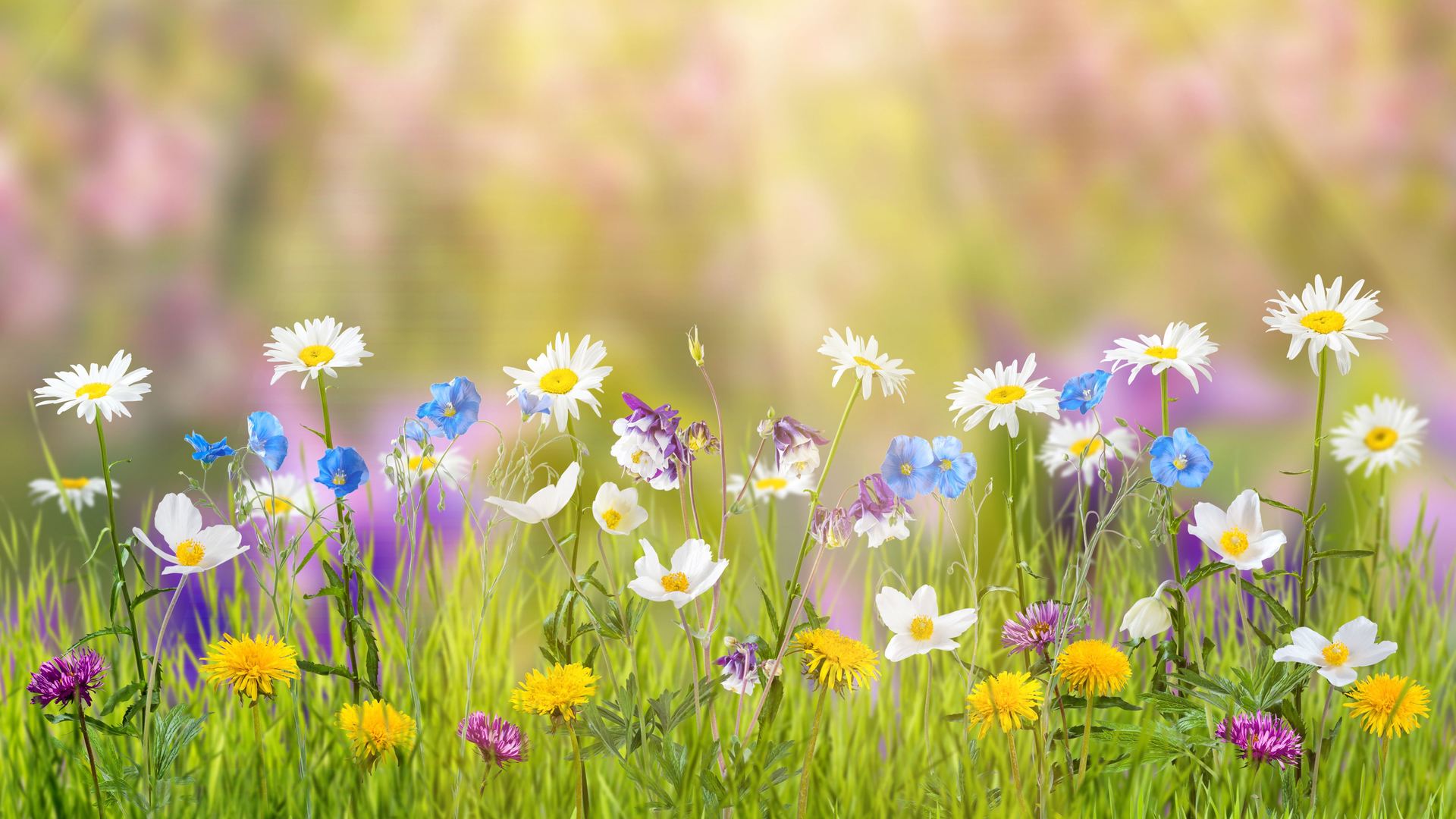 1920x1080 Spring Laptop Full HD 1080P HD 4k Fondos de pantalla, Imágenes