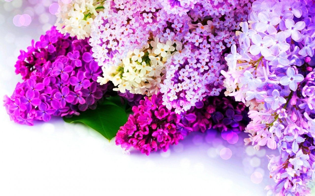 aplicación gratuita] [Spring live wallpaper], Obtenga este Spring Live Wallpaper y