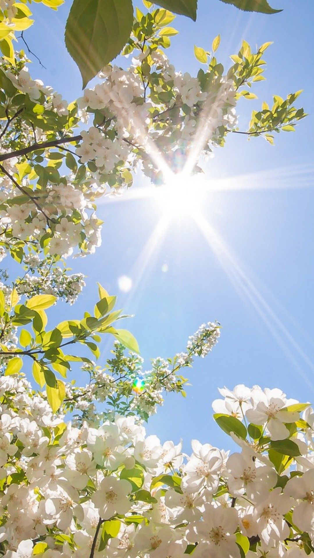 Hola Spring Wallpaper para iPhone | iPhoneWallpapers | Primavera