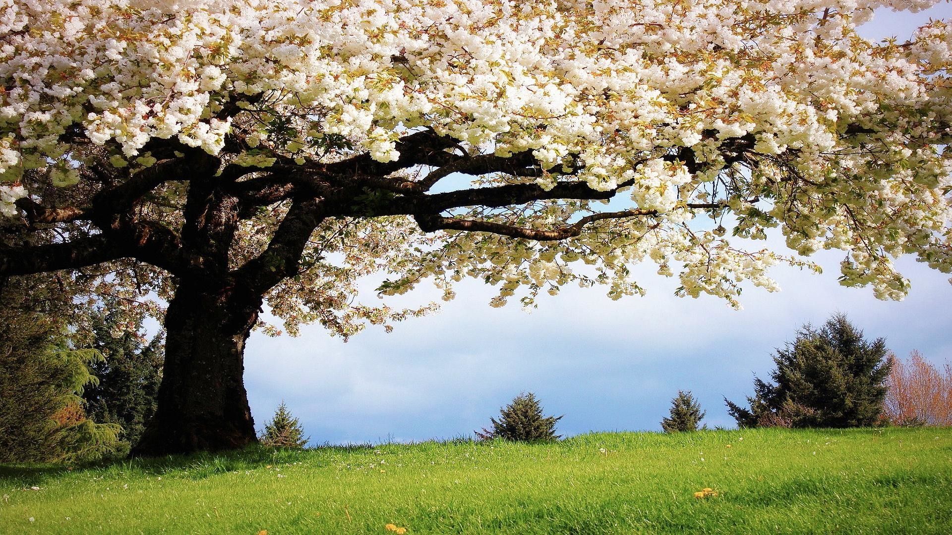 Spring Wallpaper 1920 X 1080 (83+ imágenes)