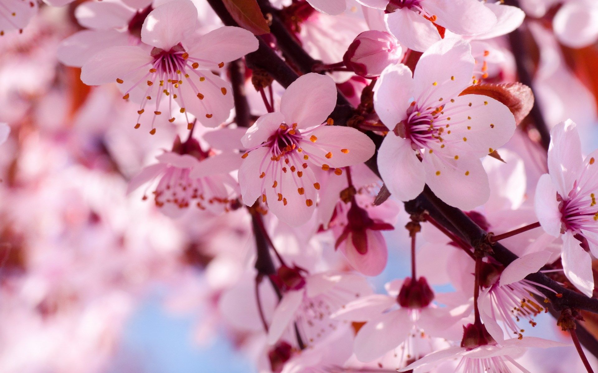 Spring Wallpapers HD