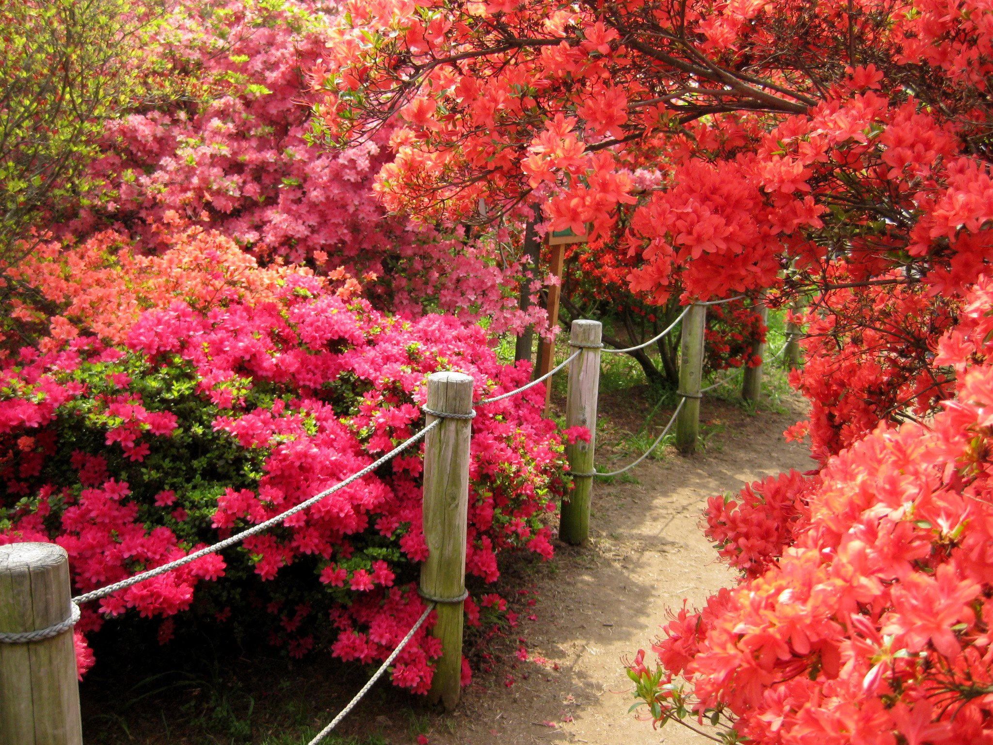 Spring Wallpapers HD