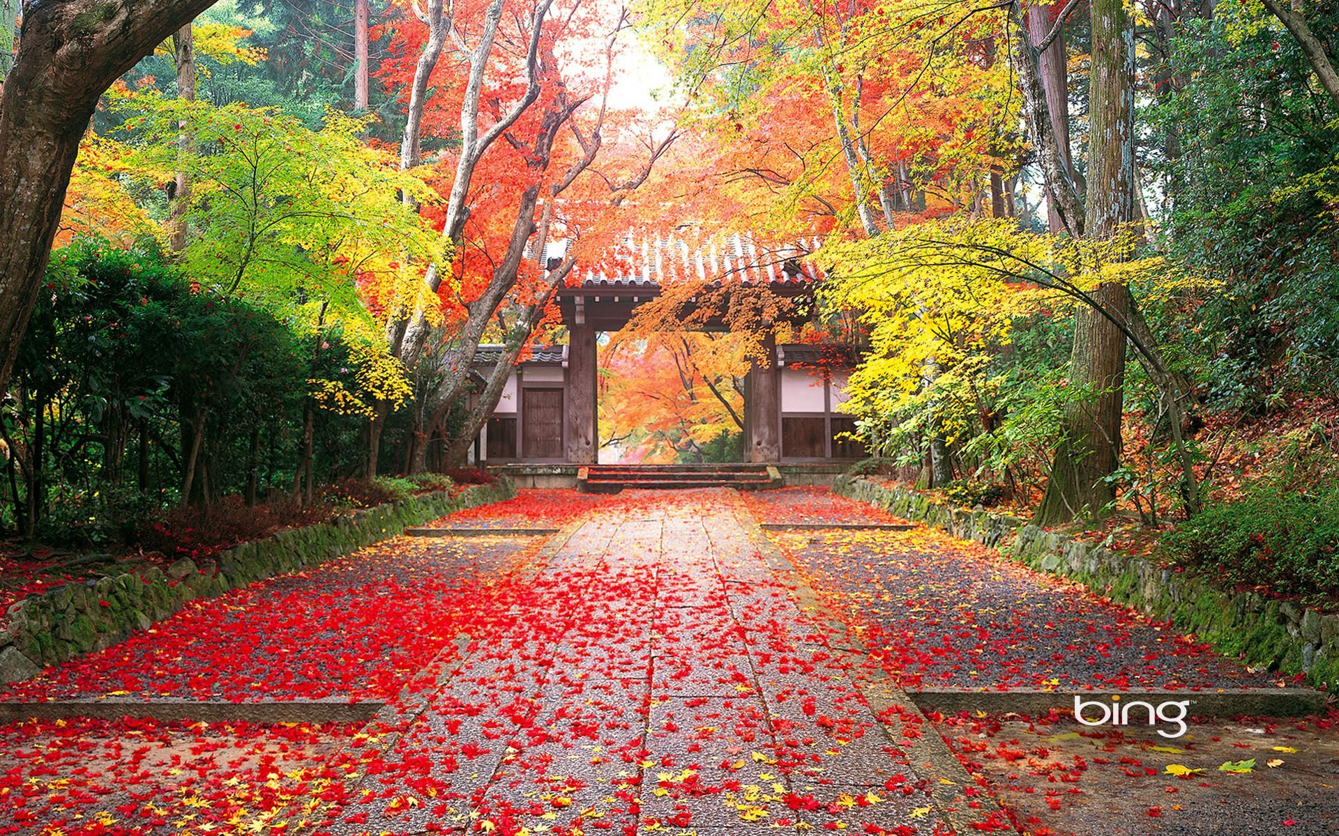 Otoño en Japón | Otoño en Japón Fondos de pantalla | HD Wallpapers