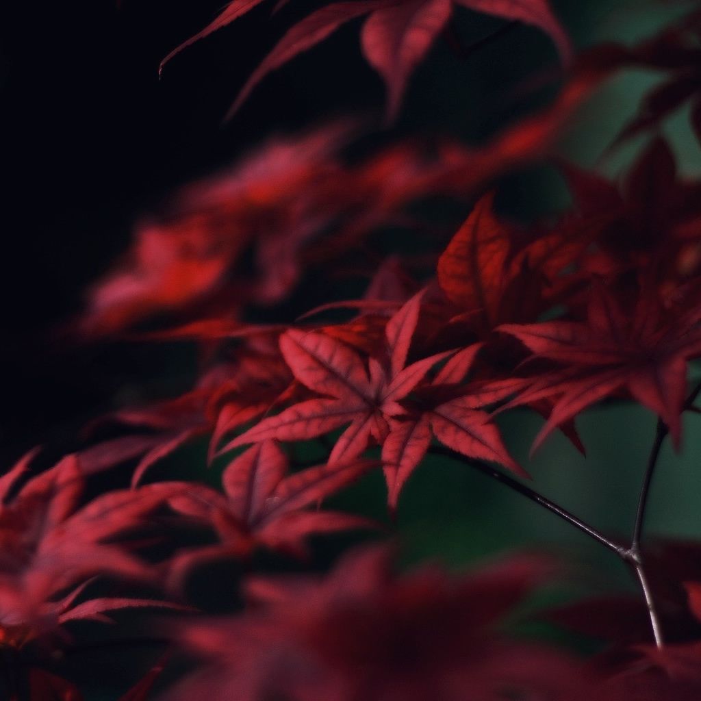 Red Leaves iPad Wallpapers Descarga gratuita