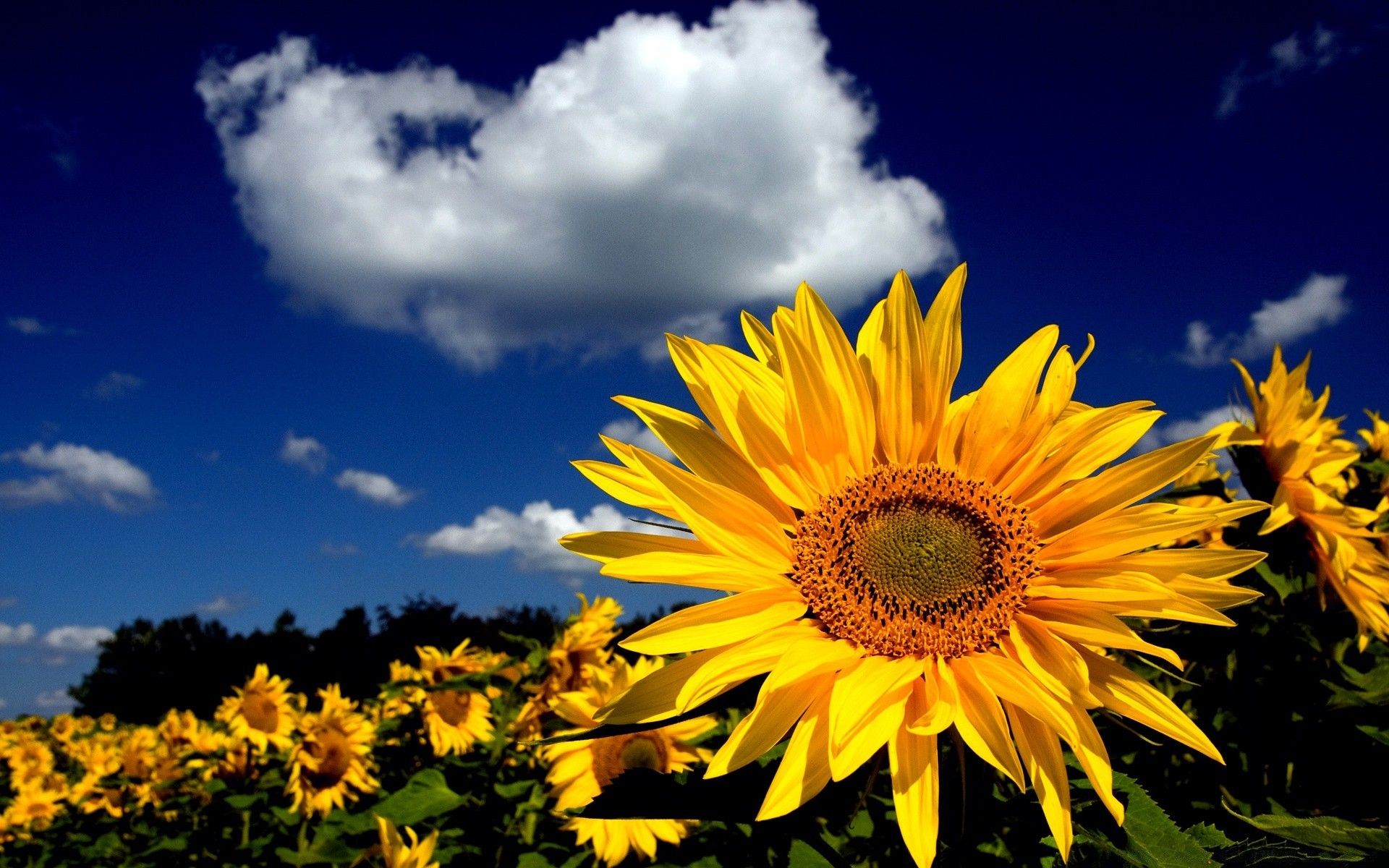 Impresionante girasol - Fondos de pantalla gratis