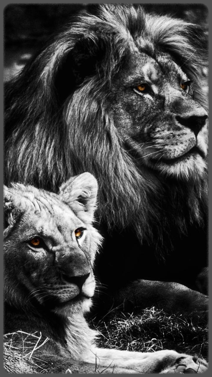 HD Impresionante Lion Wallpapers - Jaguar para Android - APK Descargar