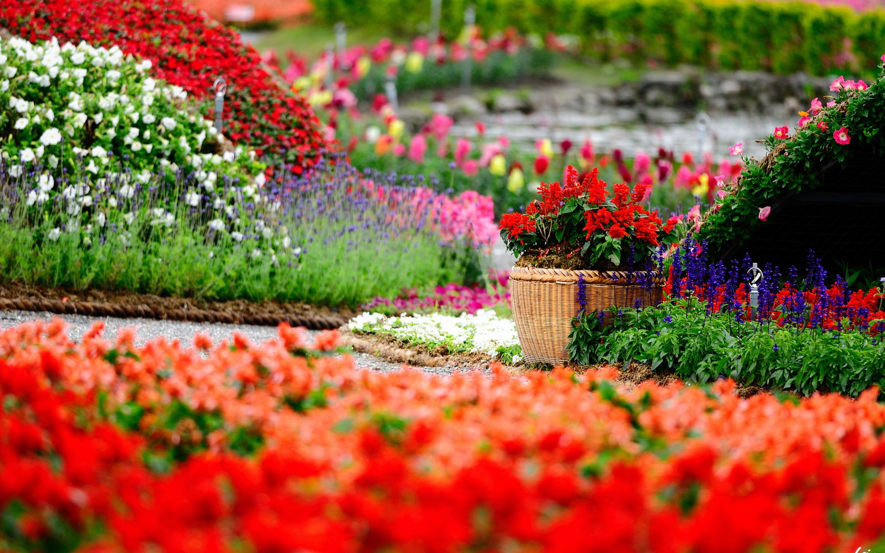 Garden Flower HD Wallpapers